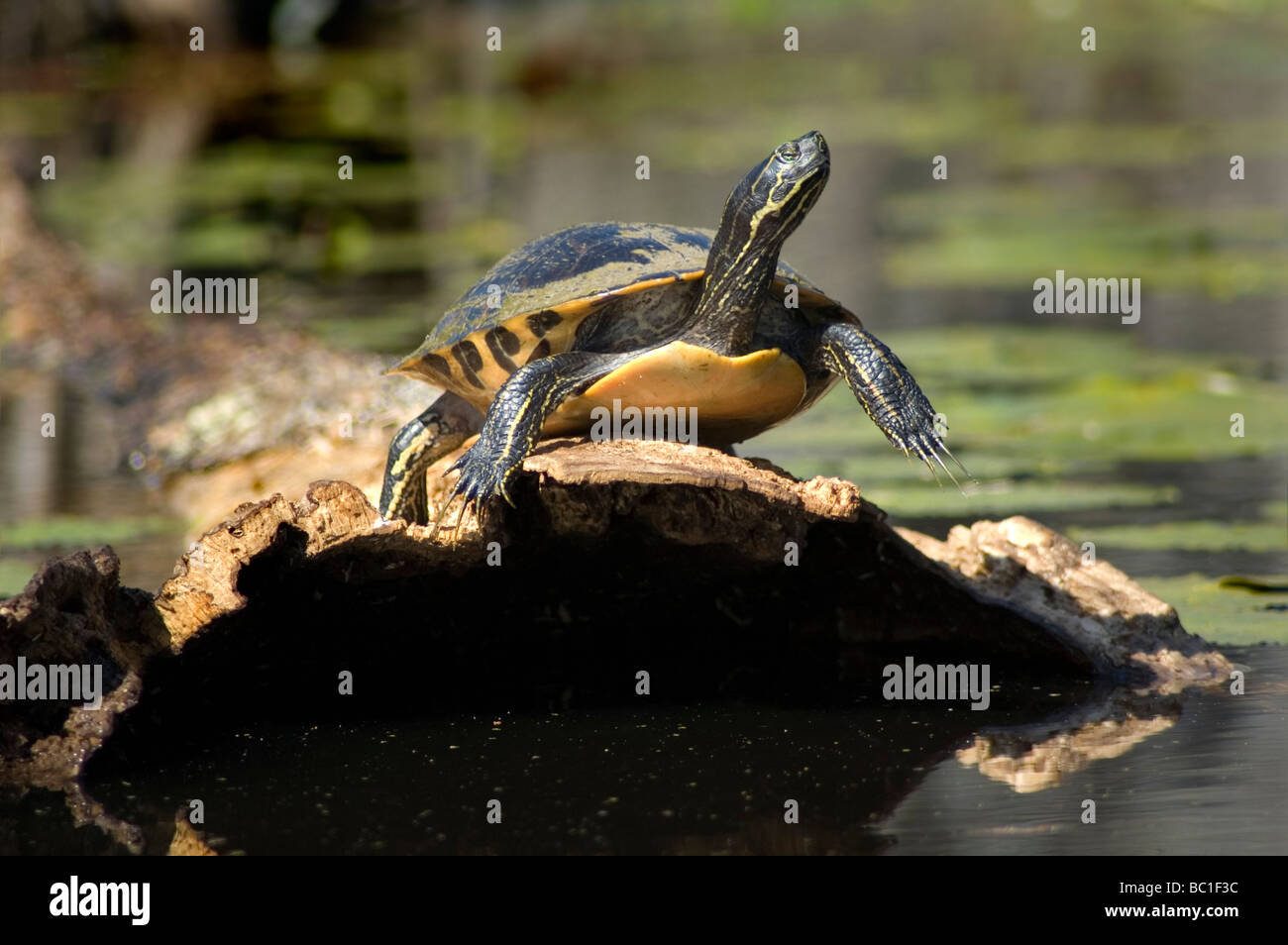 Schildkröte Sonnen am Log - Teich-Schieberegler Stockfoto