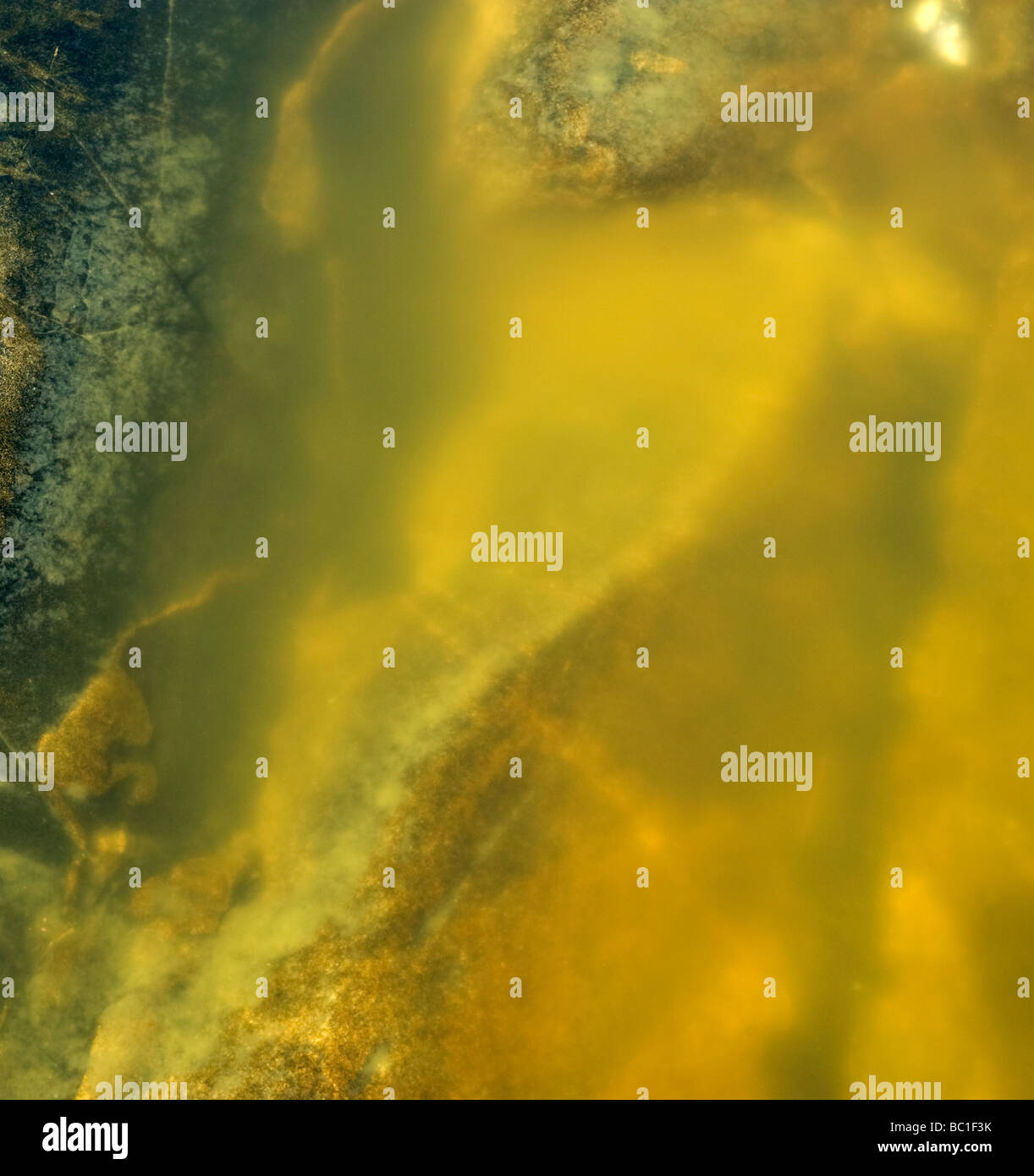 künstlerische Blick auf Formen in der Natur Stockfoto