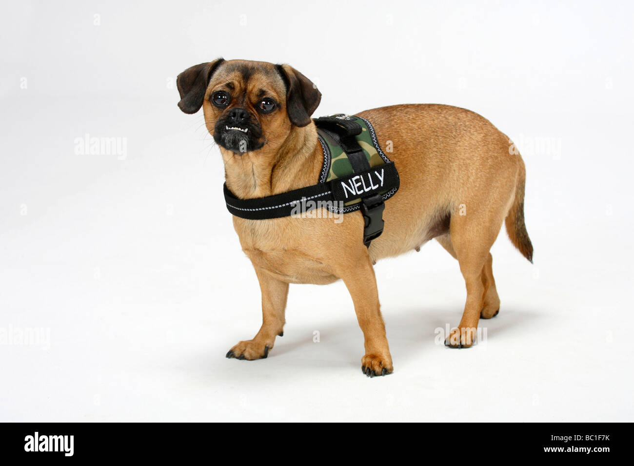Gemischte Rasse Hund unterschritten reinrassiger Mops Dackel beißen Hündin  Gurt tragen Stockfotografie - Alamy