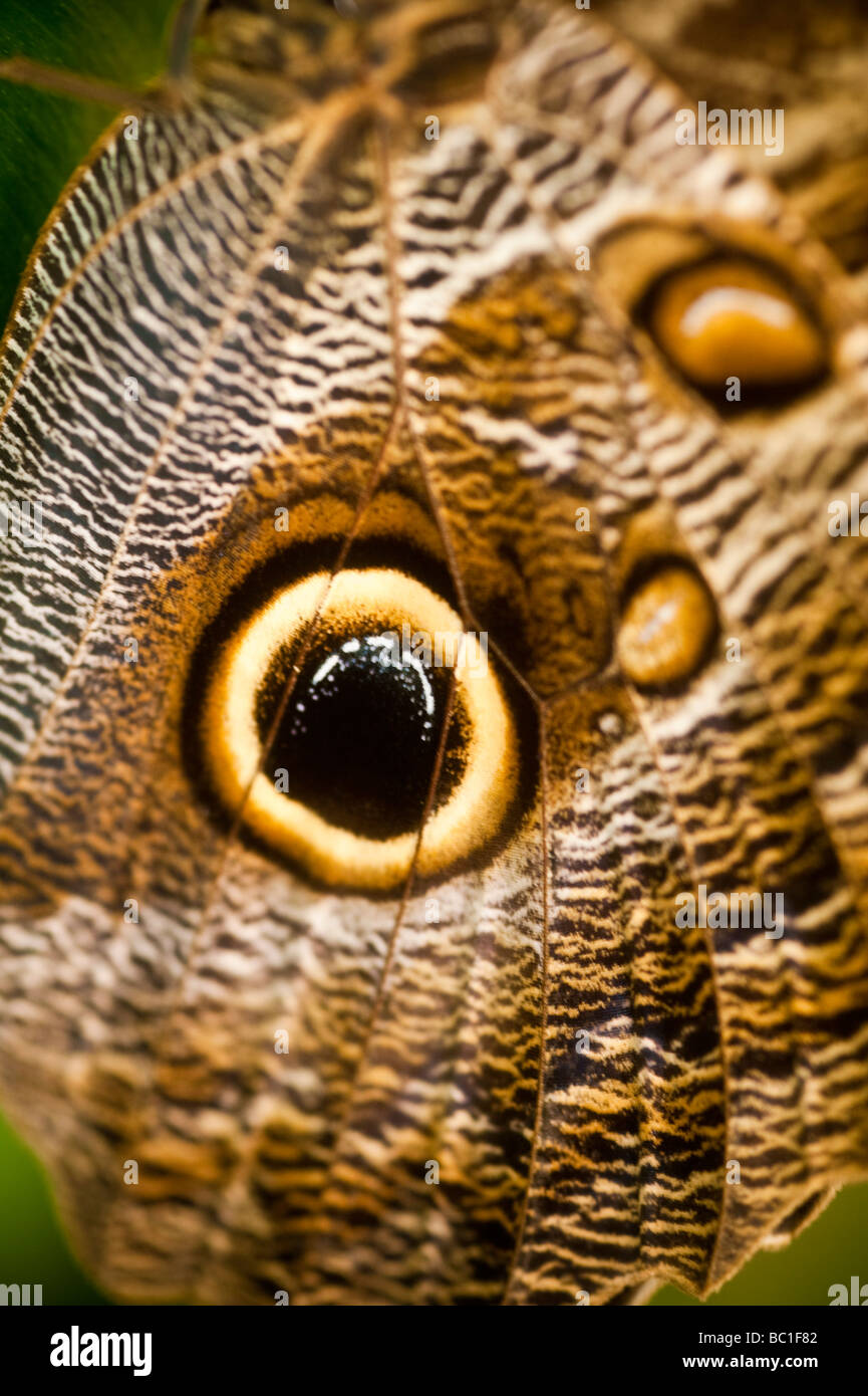 Der Schmetterling lila Eule (Caligo Beltrao) der Familie Nymphalidae Stockfoto