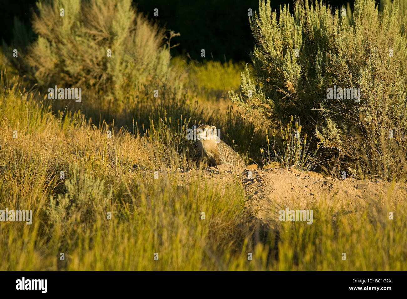 Rotwild flachbild National Wildlife Refuge Dachs taxidea Taxus am Fuchsbau bei Sonnenuntergang Stockfoto