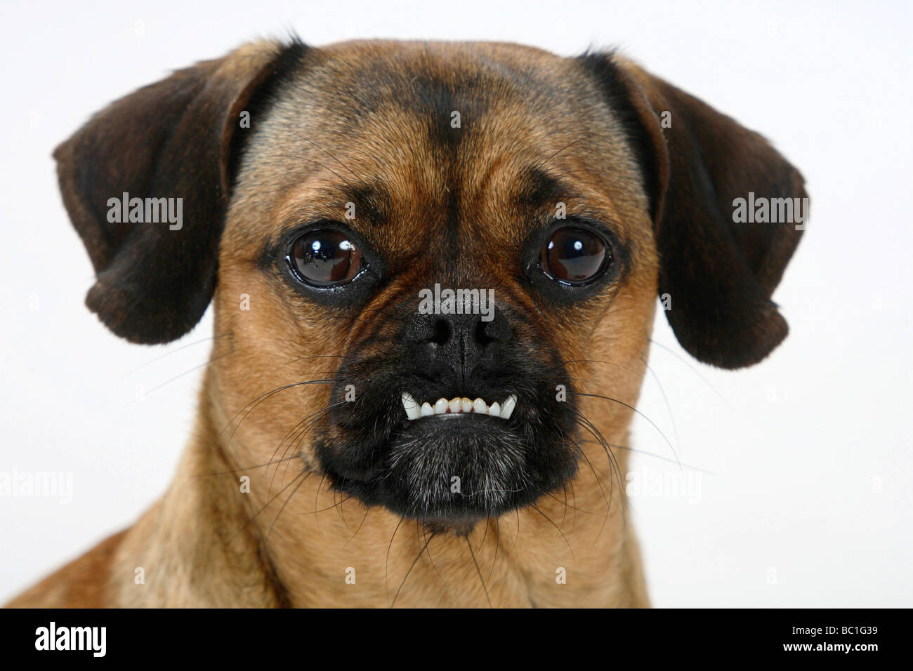 Gemischte Rasse Hund unterschritten reinrassiger Mops Dackel beißen Hündin  Stockfotografie - Alamy