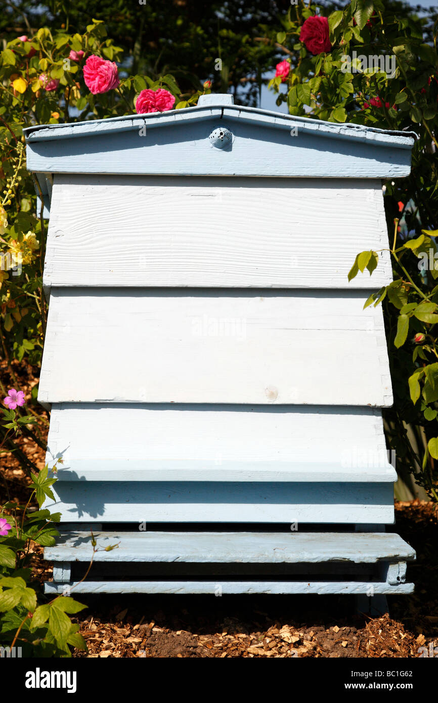 einzigen blau bemalte Bienenstock in einem englischen Garten Stockfoto