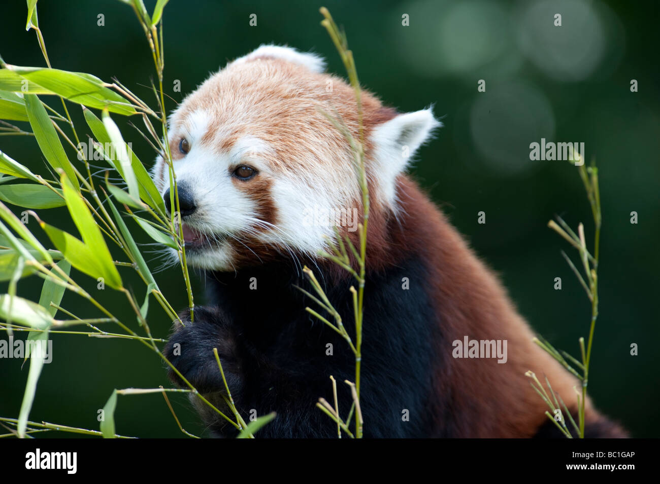 Roter Panda (Ailurus Fulgens) wissen auch als Firefox oder kleinere Panda Stockfoto