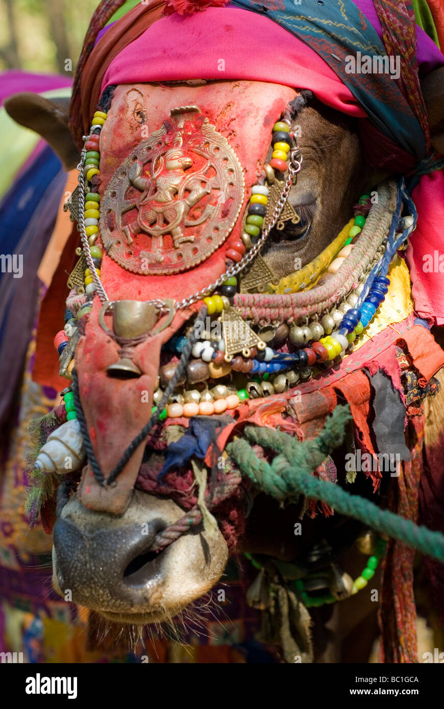 Indischen "heilige Kuh", reich verziert, für die Anzeige (und Almosen zu sammeln). Stockfoto