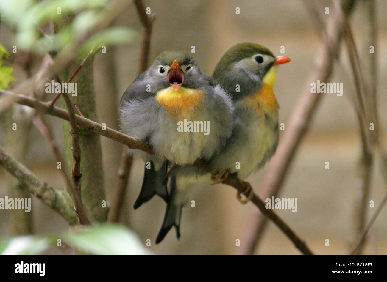 Rot in Rechnung, Leiothrix, Pekin Robin oder chinesische Nachtigall, Leiothrix Lutea, Timalien, Passeriformes Stockfoto