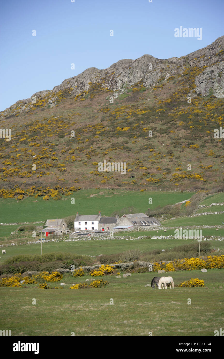 Fläche von St Davids Common, Wales. Bauernhof-Szene in der Nähe der walisischen Stadt von Str. Davids mit Carn Llidi im Hintergrund. Stockfoto