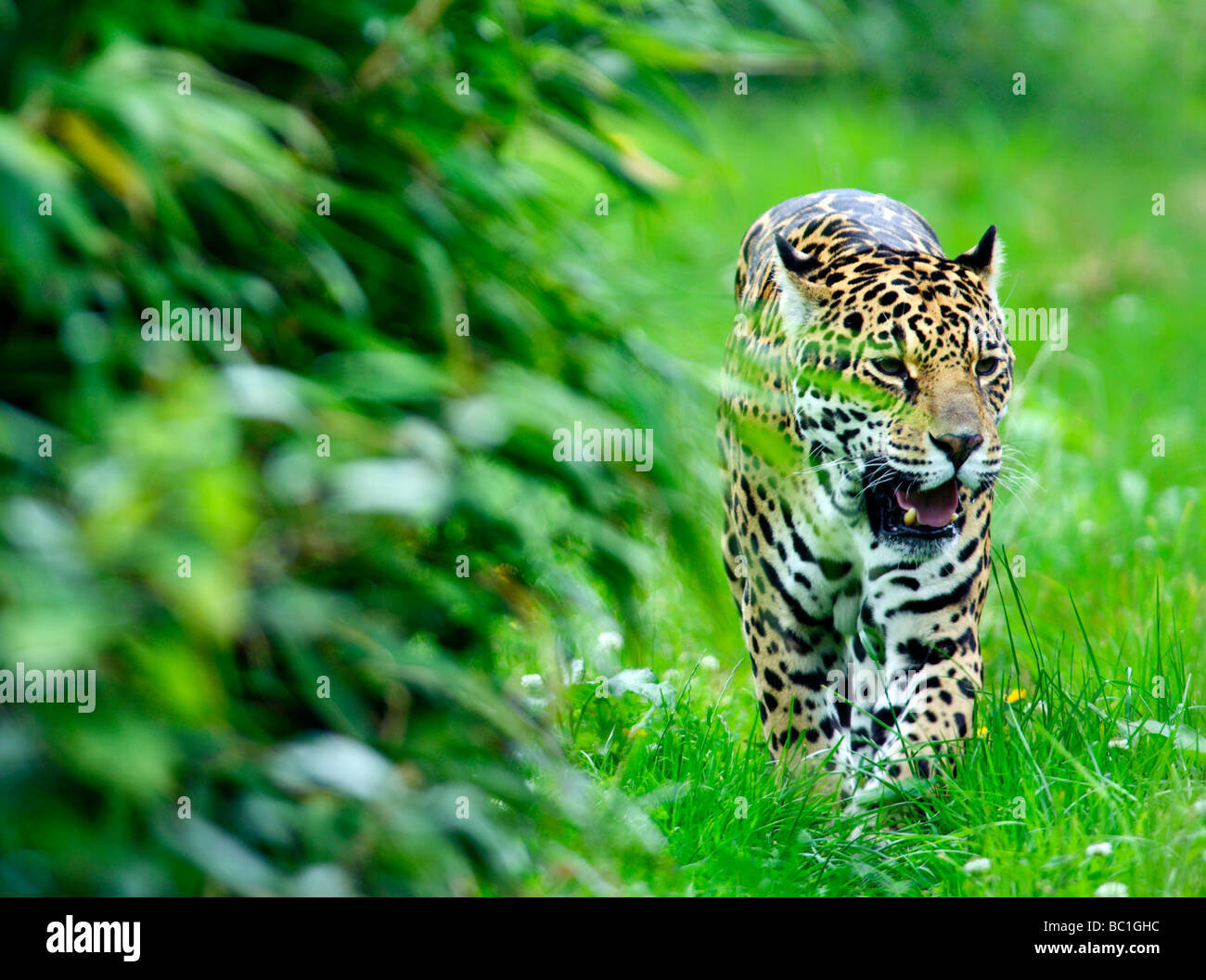 Jaguar (Panthera Onca) Stockfoto