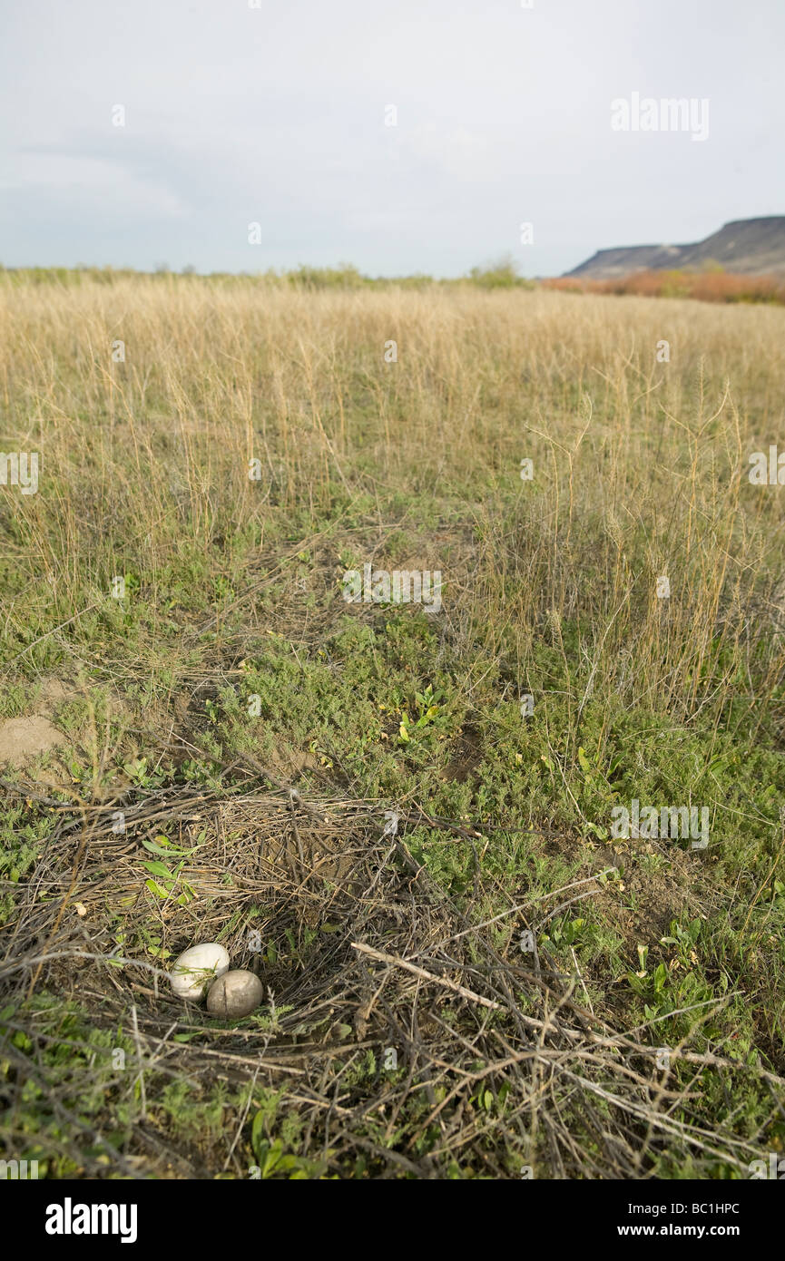 Kanadagans (Branta Canadensis) Ei in ein Nest, Deer Flat National Wildlife Refuge, Canyon County, Idaho, USA Stockfoto