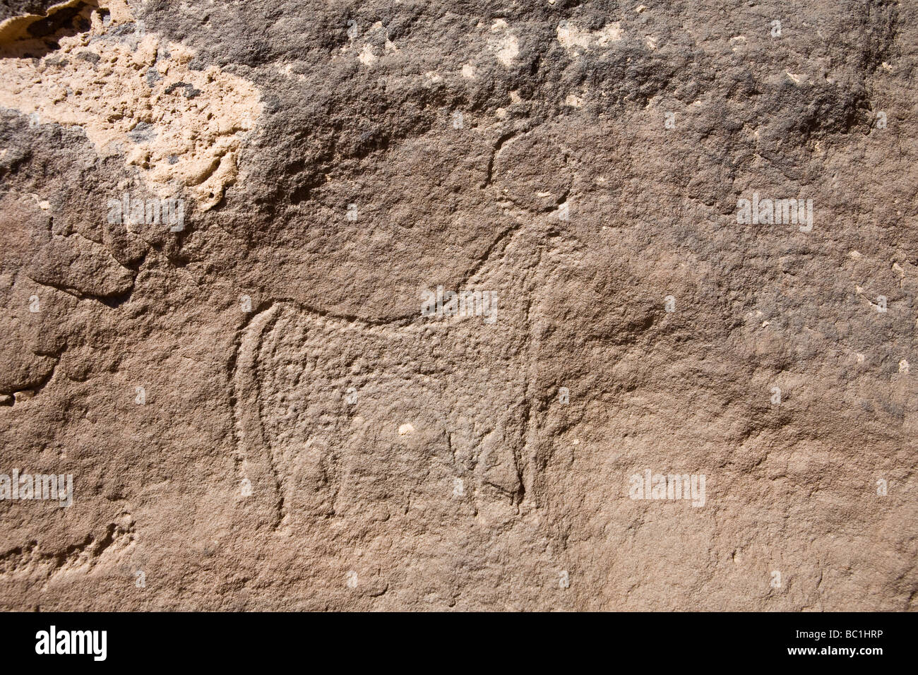 Felskunst der Hornvieh in der östlichen Wüste von Ägypten, Nordafrika Stockfoto