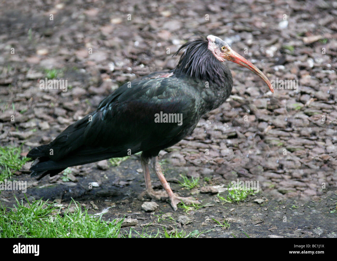 Waldrapp Ibis, nördlichen Glatze oder Einsiedler Ibis Geronticus Eremita, Threskiornithidae Ciconiiformes. Vom Aussterben bedrohte Vogel. Stockfoto