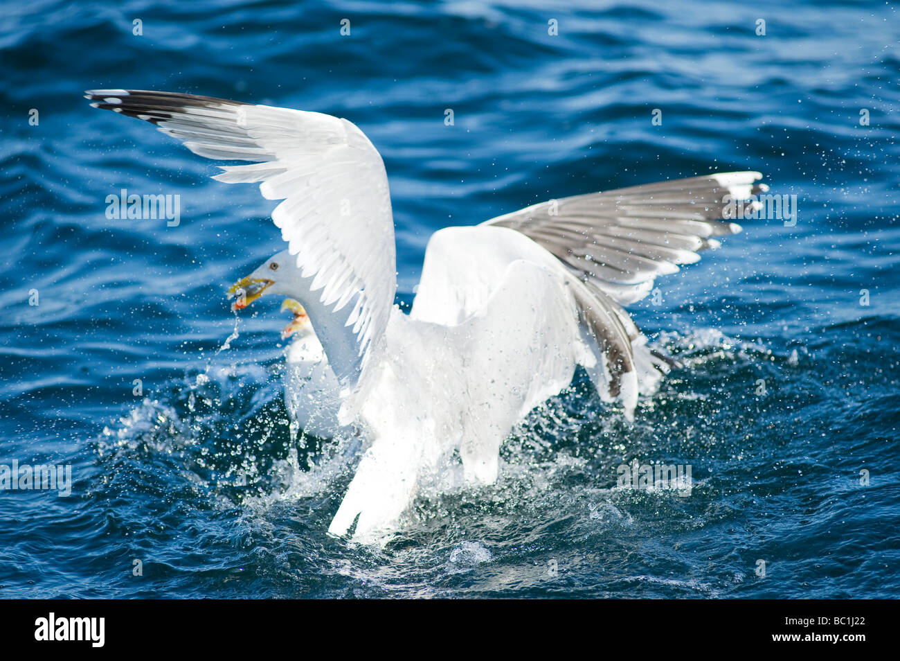 Möwen, Schweden Stockfoto