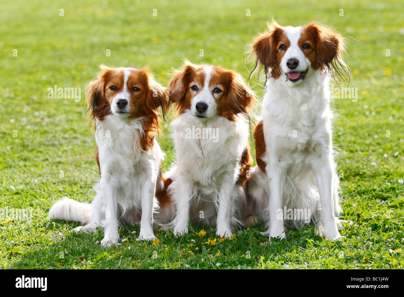 Kooikerhondje kleine niederländische Wasservögel Hund Stockfoto