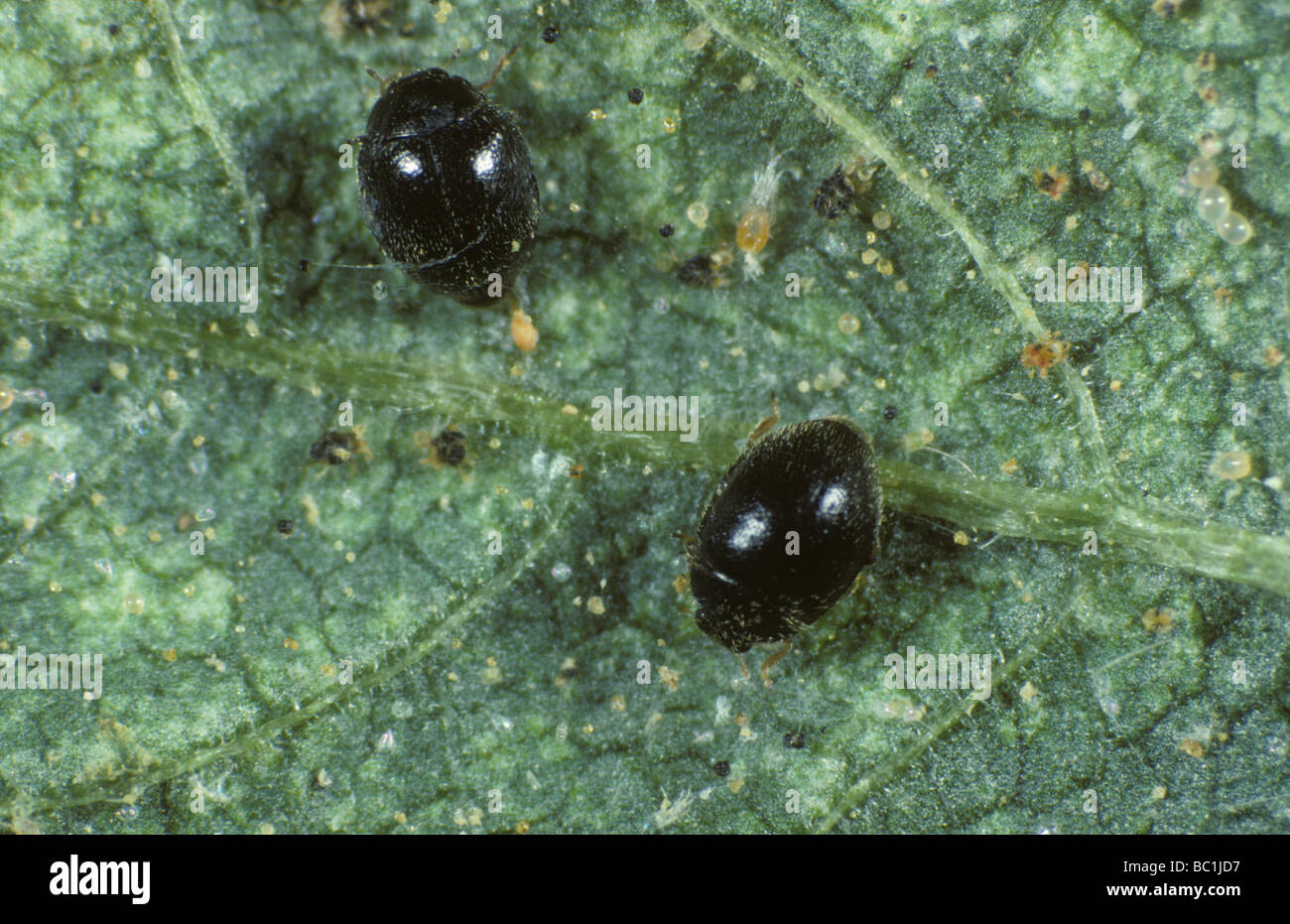 Minute schwarz Marienkäfer Stethorus Punctillum und Tetranychus Urticae Beute Stockfoto