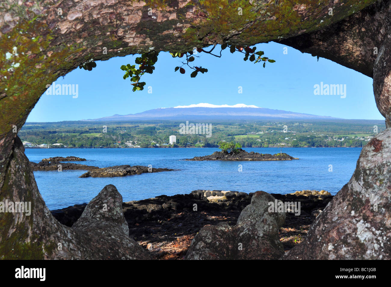 Durch einen großen Baum in Hilo Bay auf Hawaii Sie sehen den ausgestorbenen Schnee bedeckt Vulkan Mauna Kea. Stockfoto