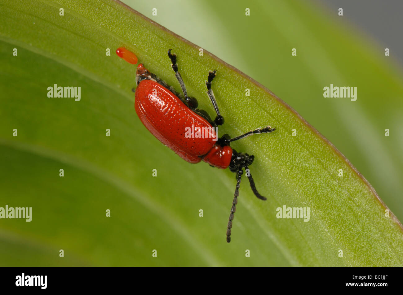 Lily Käfer Lilioceris Lilii weiblich ihr Eierlegen auf einem Blatt Lilie Stockfoto