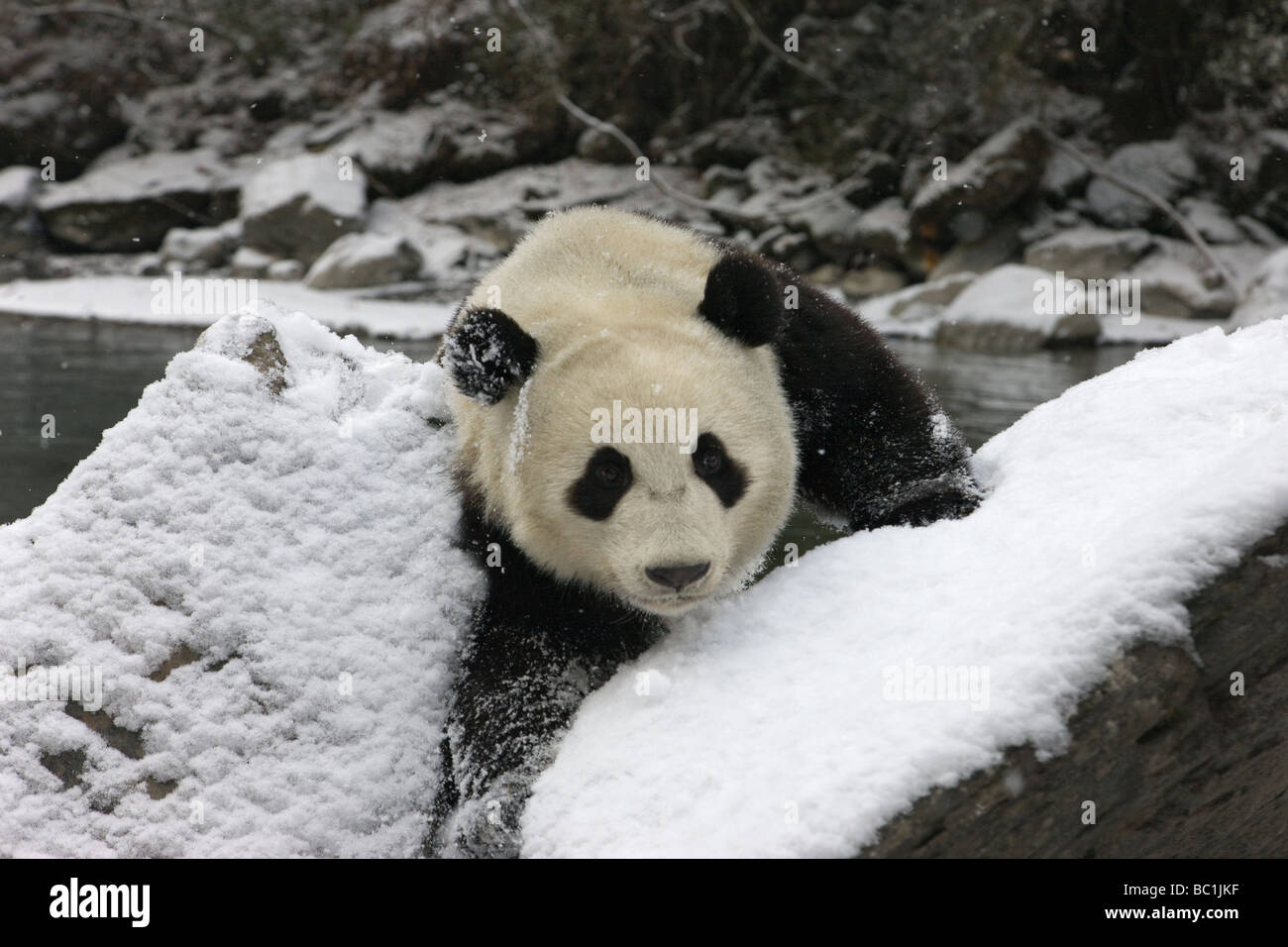 Giant Panda auf Schnee durch den Fluss Wolong Sichuan China Stockfoto