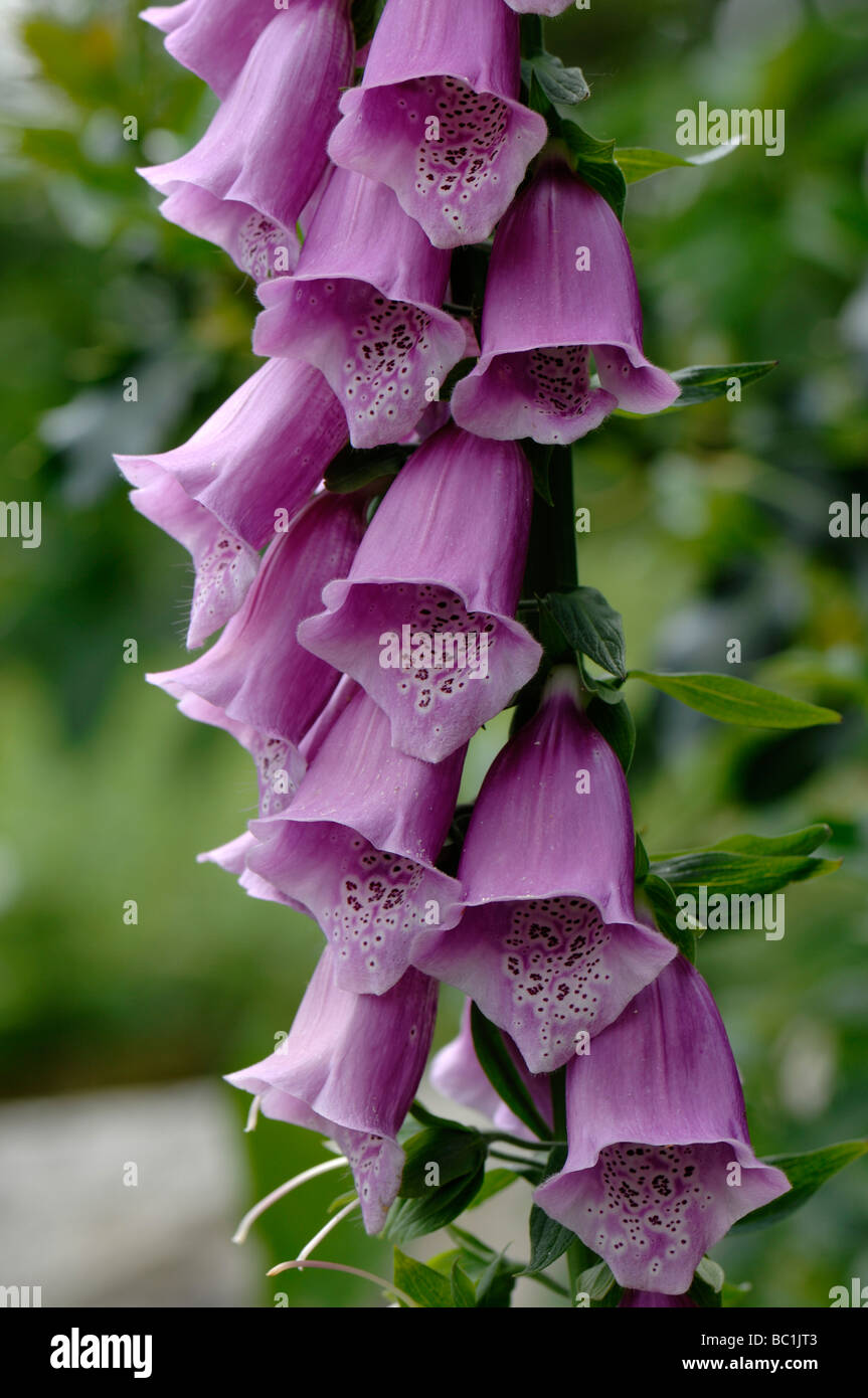 Fingerhut Digitalis Purpurea Röschen Stockfoto