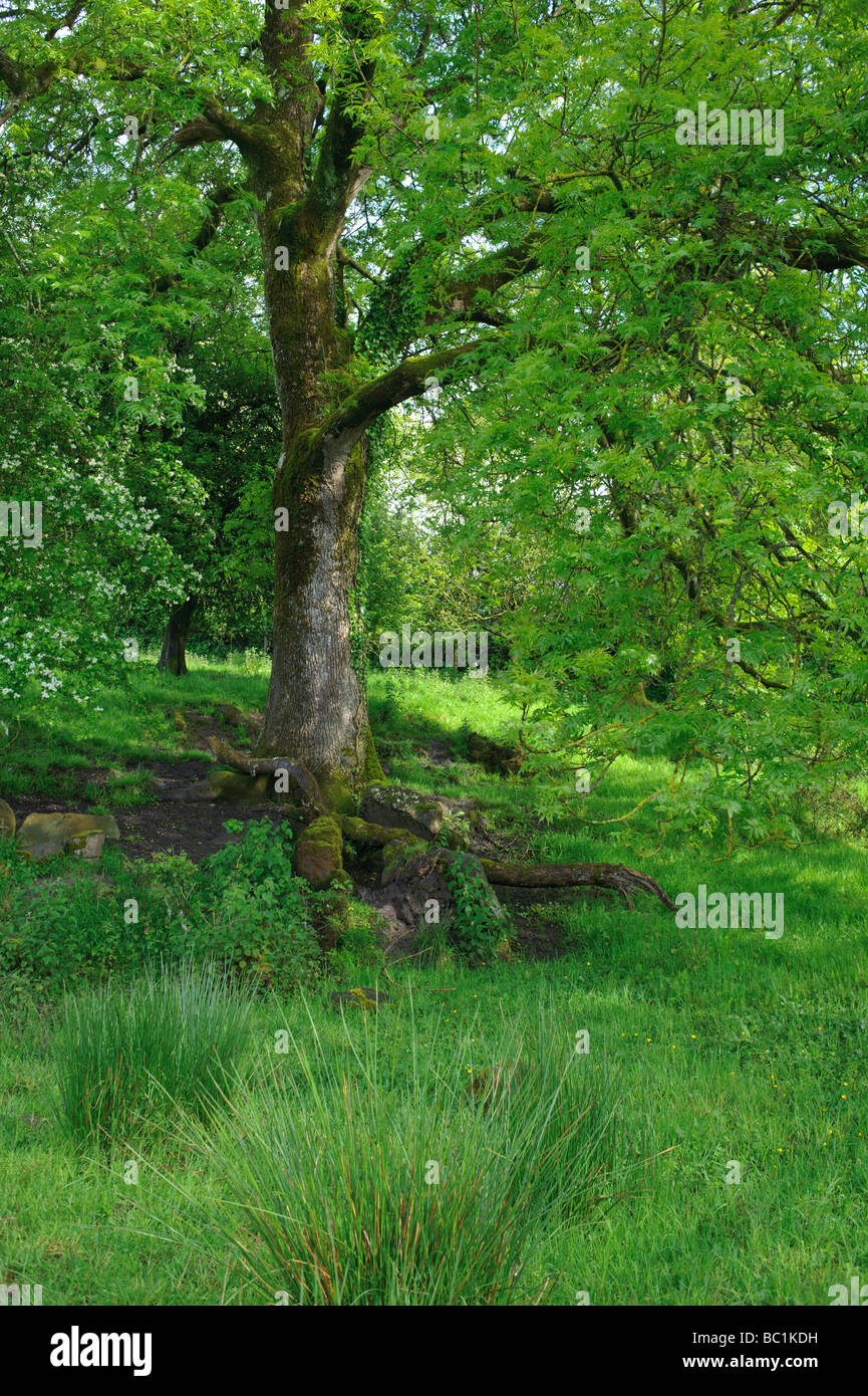 Tiefgrünen Wald und Baum in der Nähe von Enniskillen Irland Stockfoto