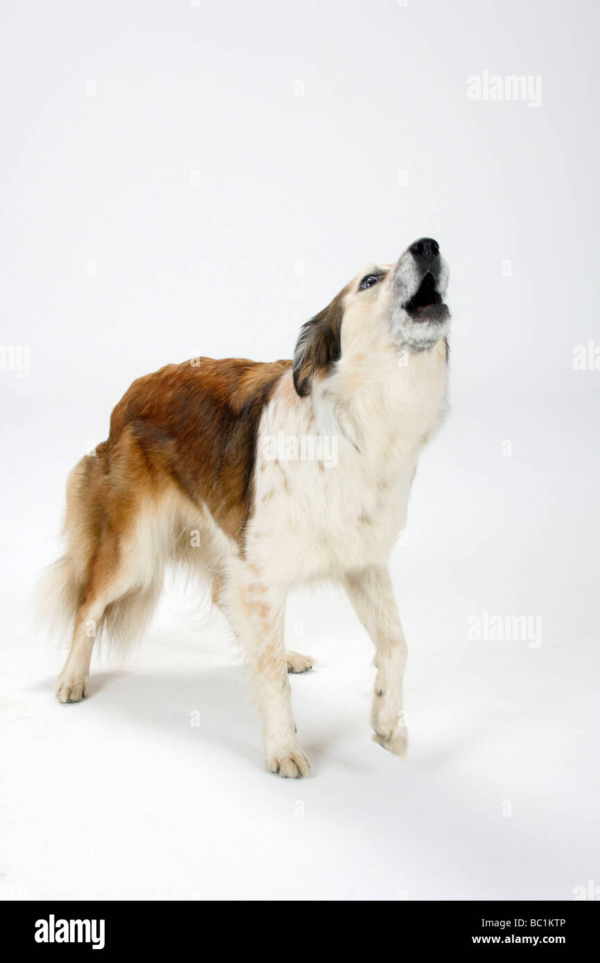 Gemischte Rasse Hund Border Collie gekreuzt Stockfoto