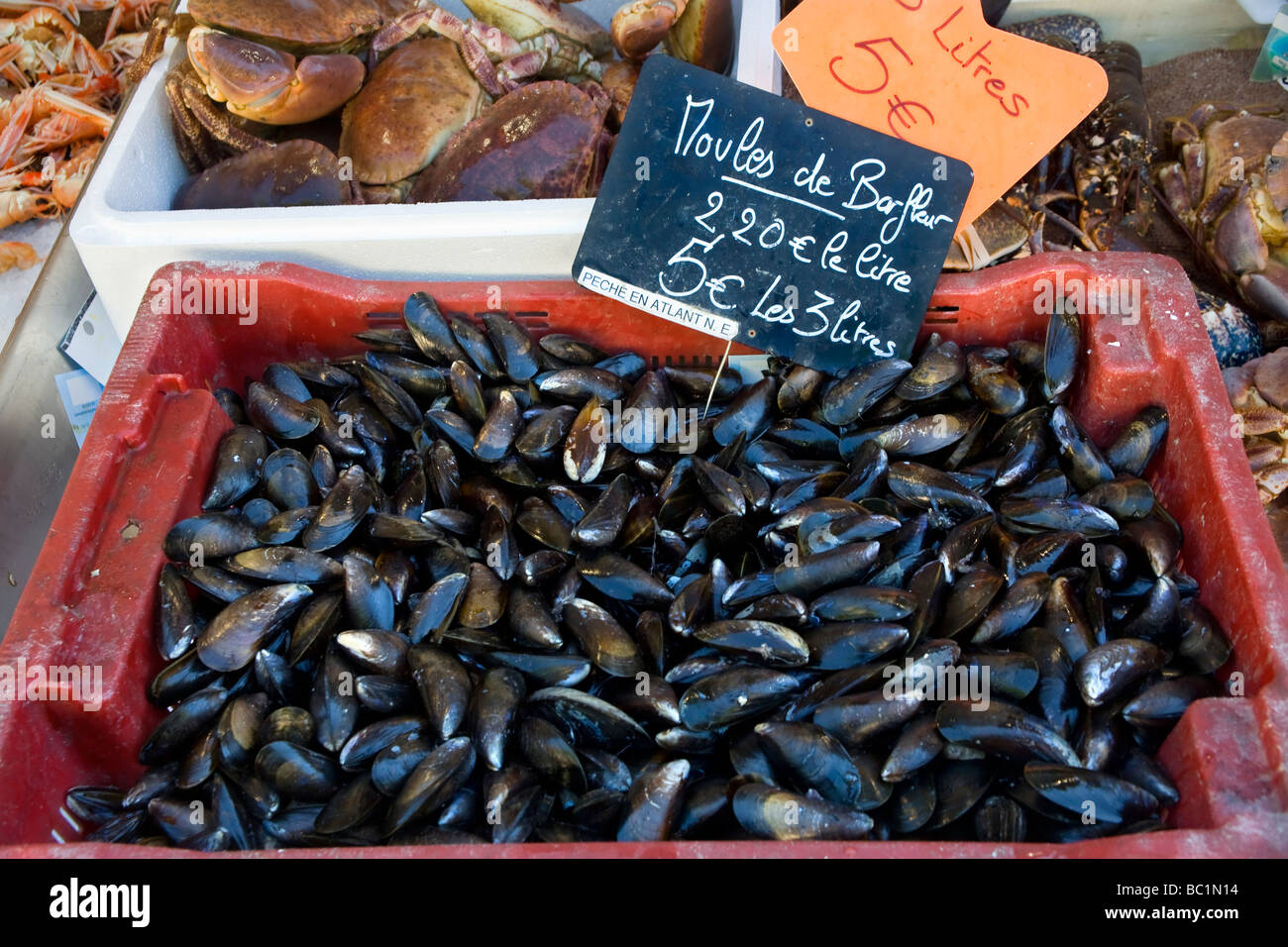 Muscheln auf einem Fisch Markt Trouville-sur-Mer, Normandie, Frankreich, Europa Stockfoto