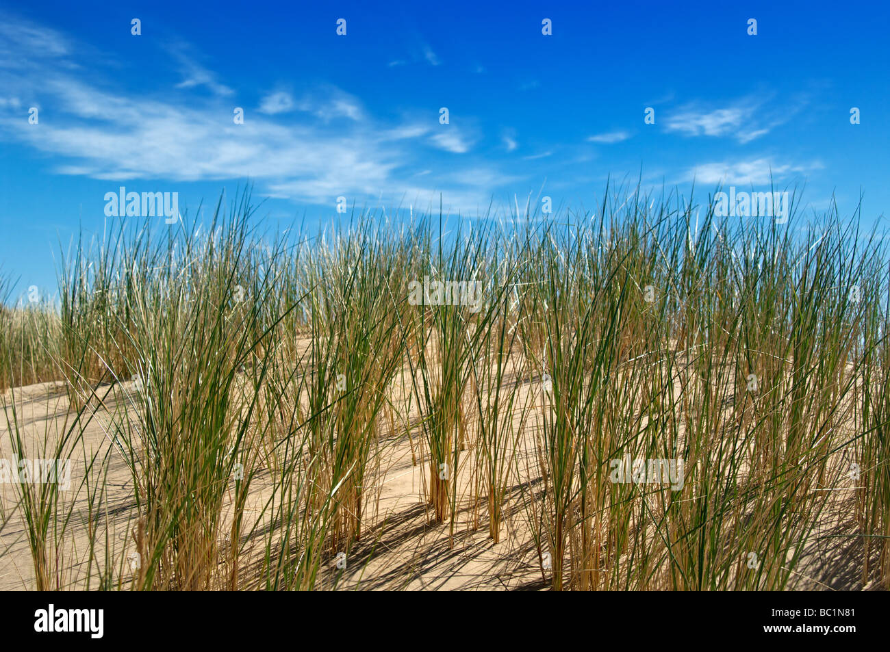 Europäische Strandhafer Stockfoto