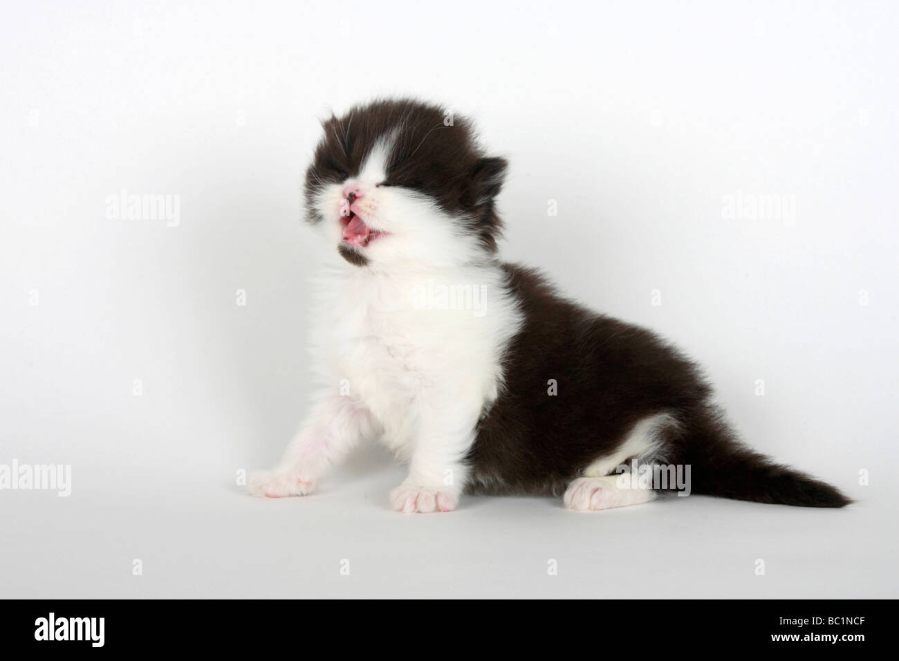 British Longhair Katze Kitten 4 Wochen schwarz weißen Highlander Flachländer Britanica Stockfoto