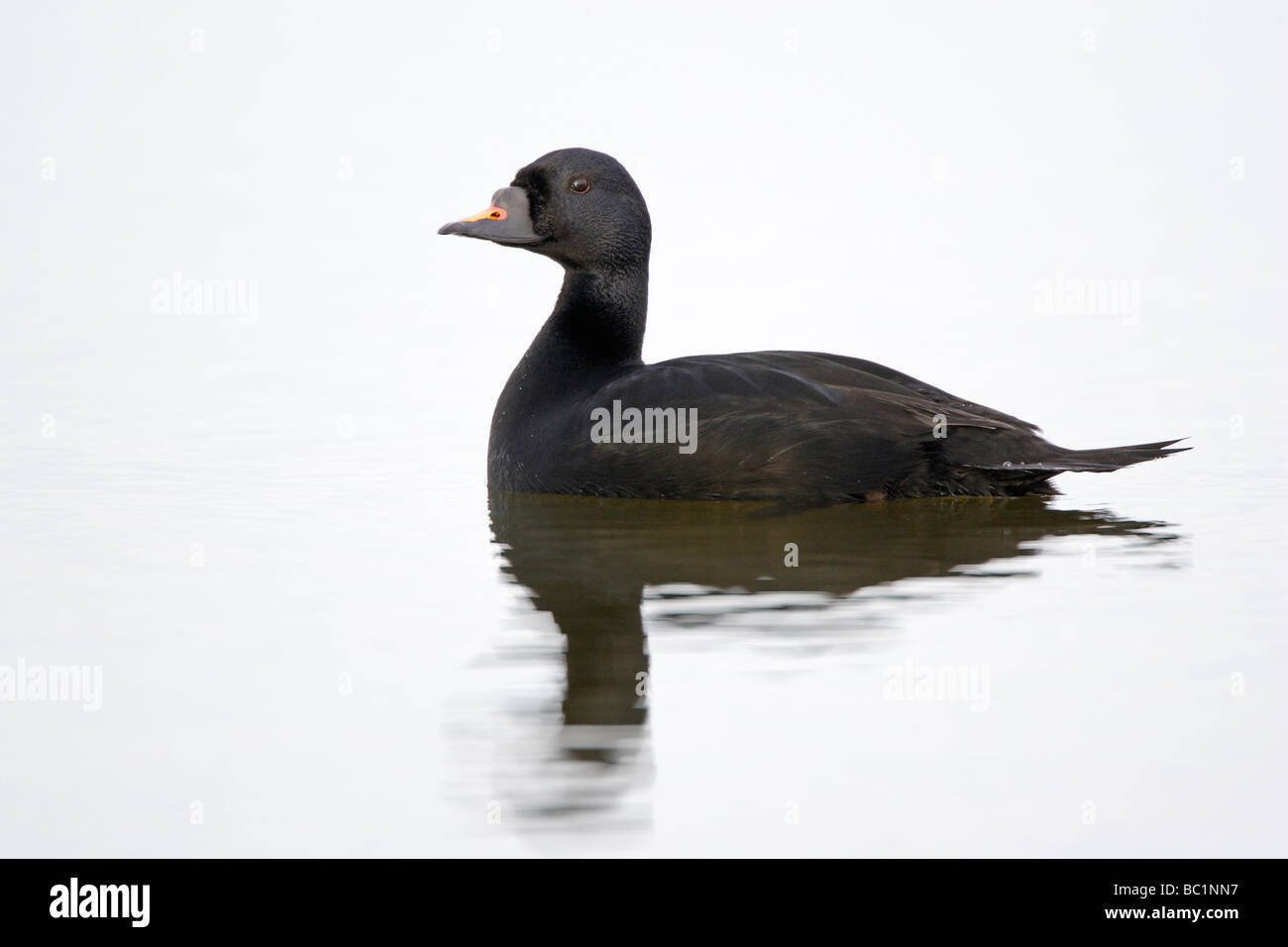 Männliche gemeinsame über Schwimmen Stockfoto