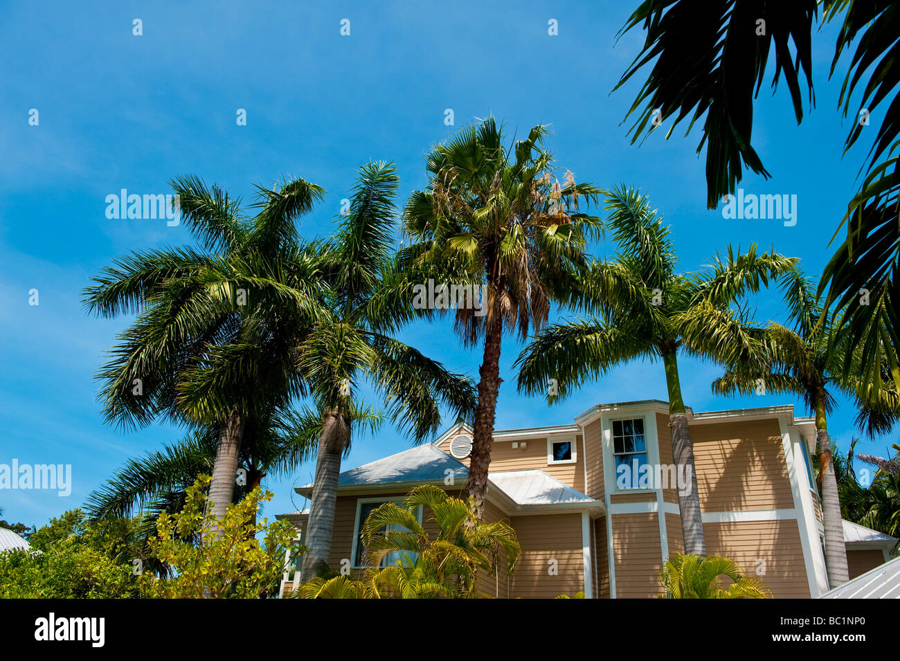 Palmen und typisches Haus gegen blauen Himmel in der Truman Annex. Key