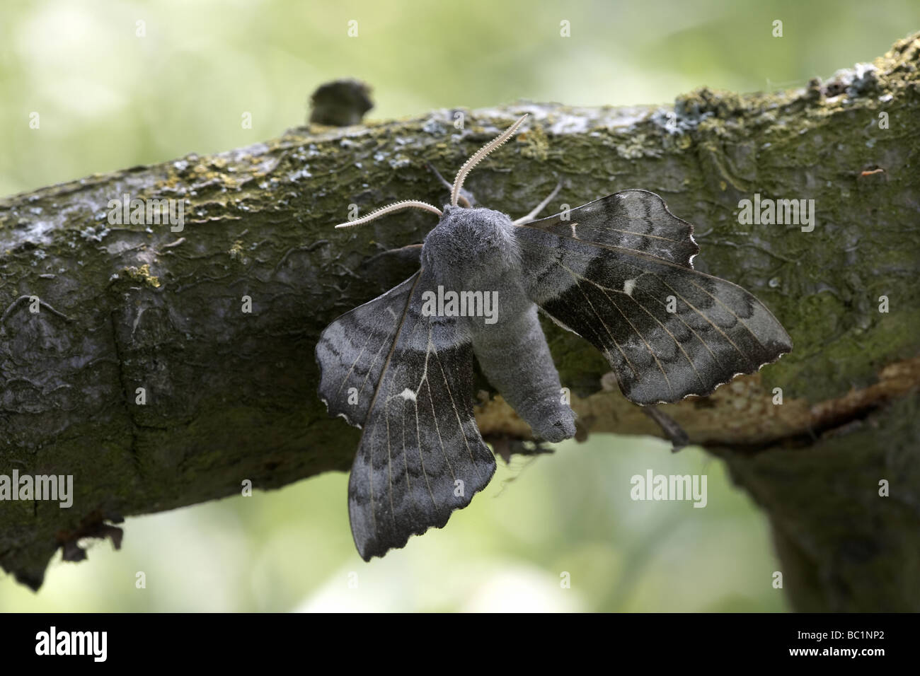 Pappel Hawkmoth Laothoe populi Stockfoto