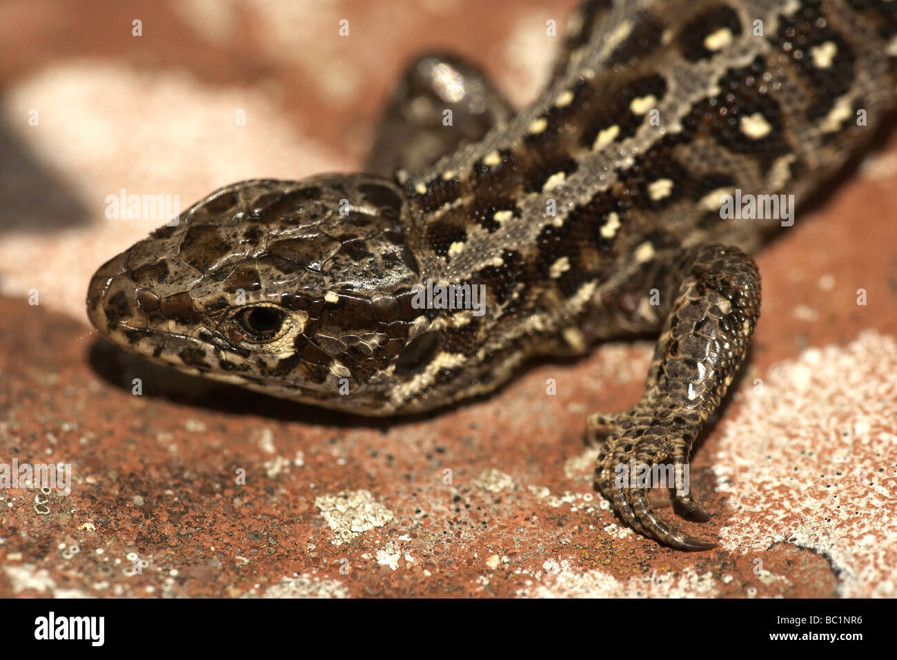 Weibliche Zauneidechse Lacerta Agilis Dorset UK Stockfoto