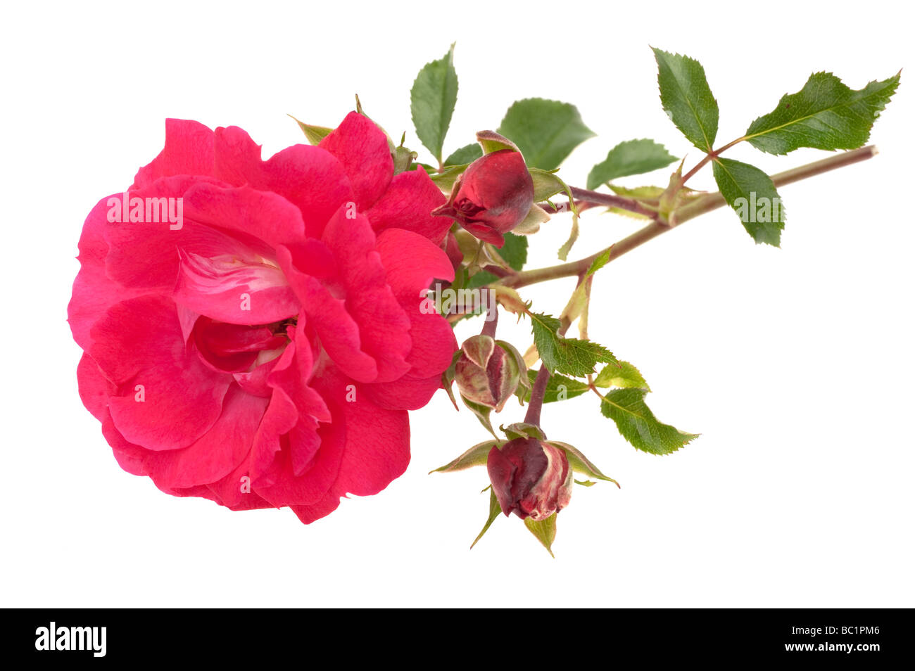 Rote Rose-Ausschnitt Stockfoto