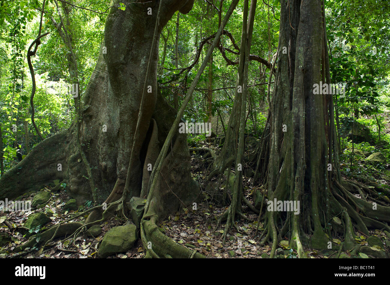 Sint Eustatius Wald innerhalb der Craterof der Feder Stockfoto