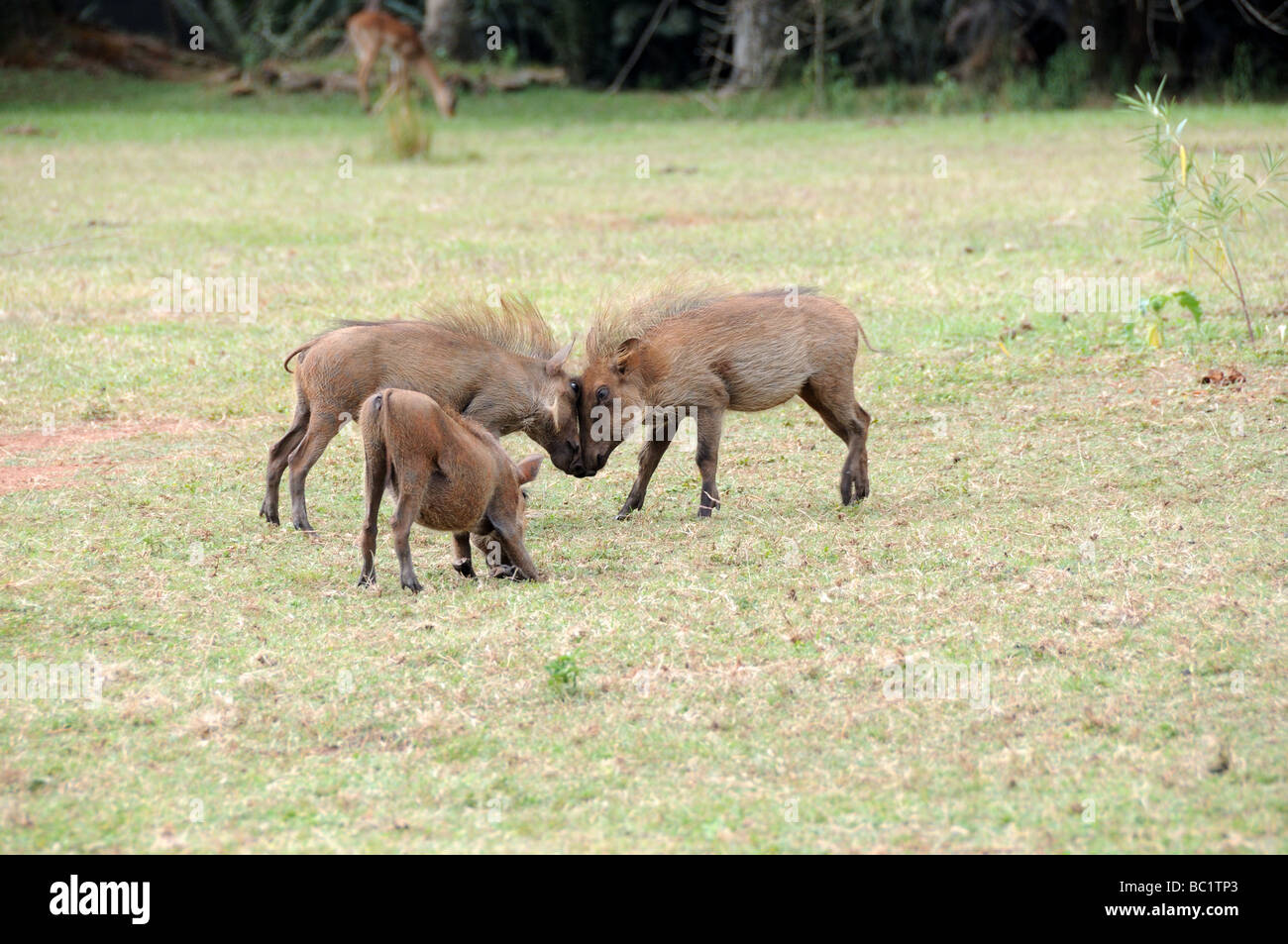 Männliche Warzenschweine sparring Phacochoerus Africanus Mliwane Wildlife Sanctuary Swasiland Südafrika Stockfoto