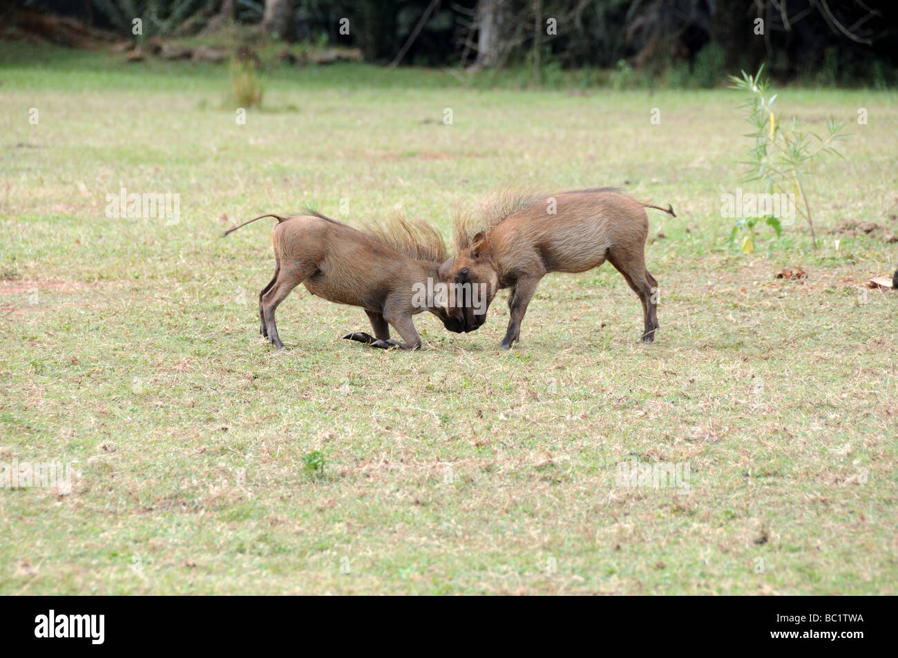 Männliche Warzenschweine sparring Phacochoerus Africanus Mliwane Wildlife Sanctuary Swasiland Südafrika Stockfoto