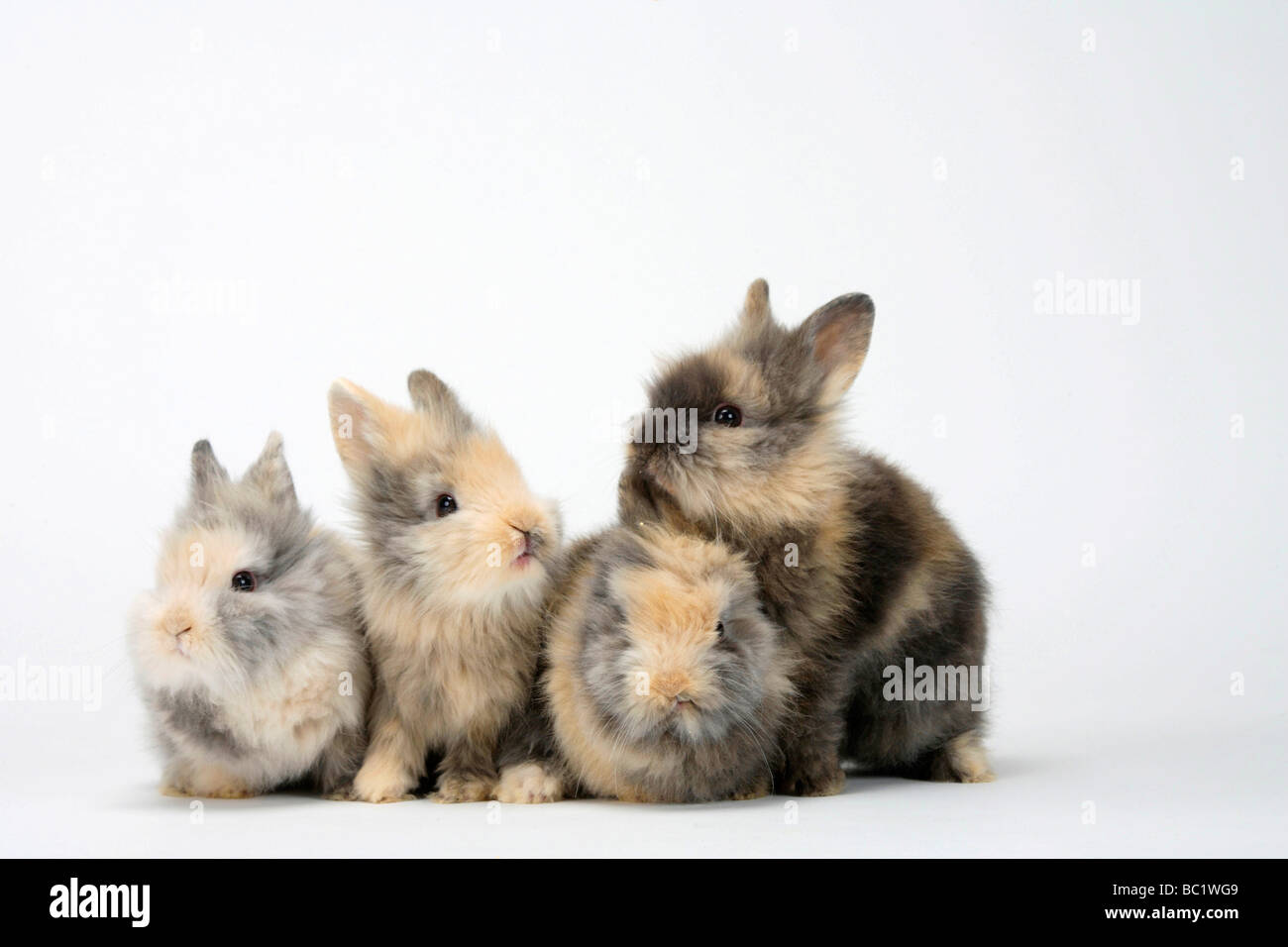 Junge Löwen-Mähne Zwerg Kaninchen Hauskaninchen Stockfoto