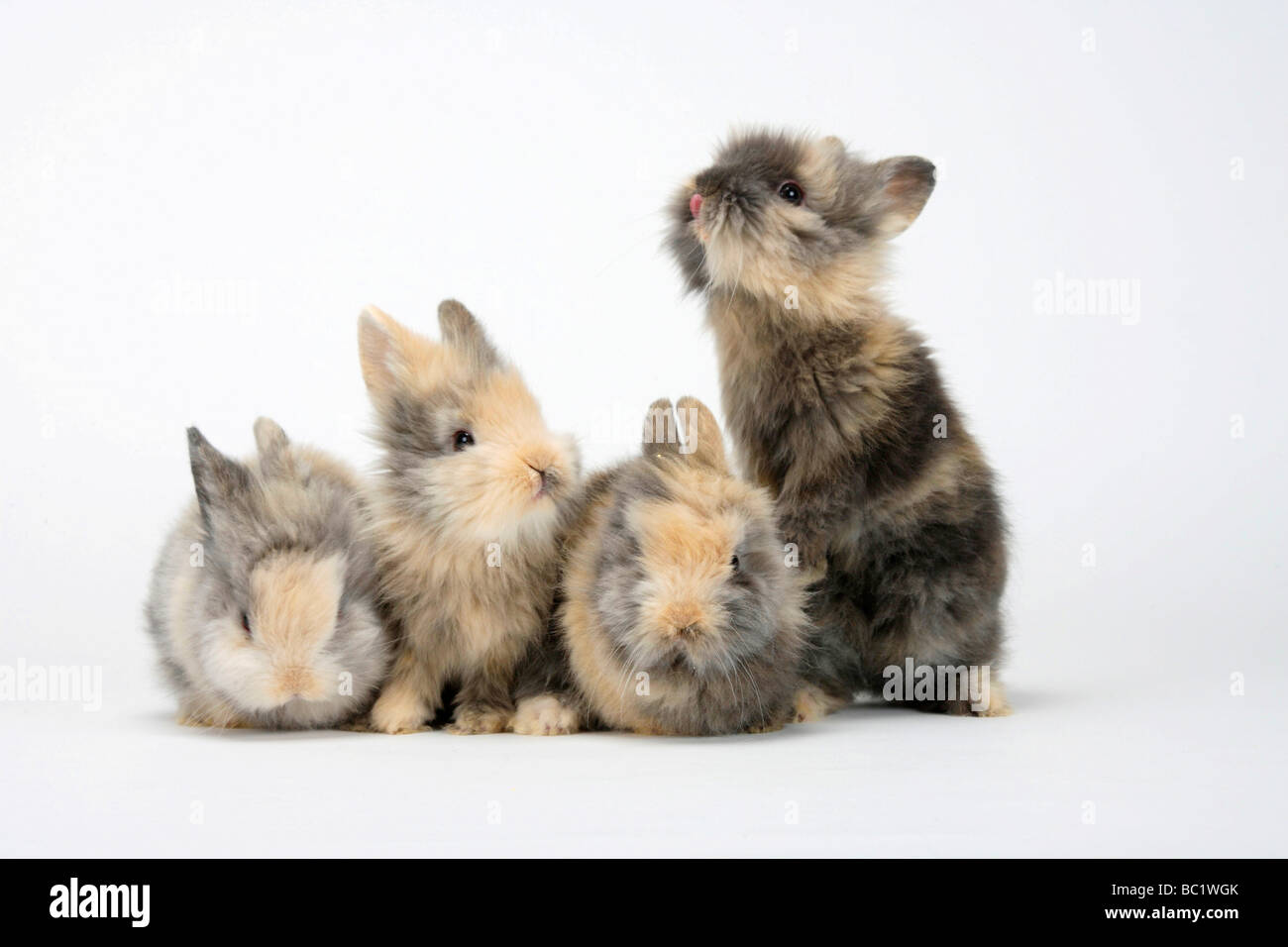 Junge Löwen-Mähne Zwerg Kaninchen Hauskaninchen Stockfoto