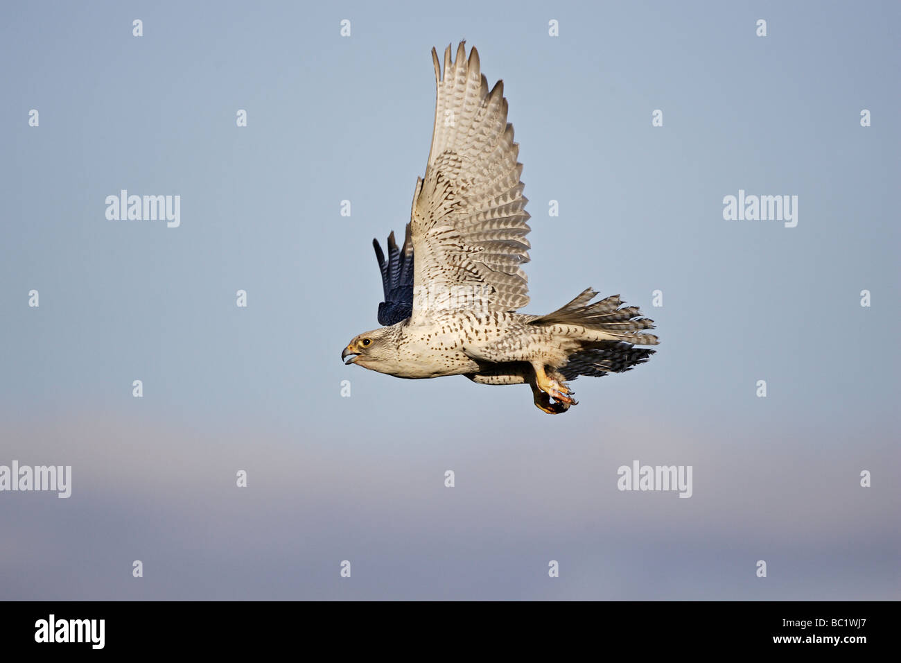 Weibliche Gerfalken im Flug Stockfoto