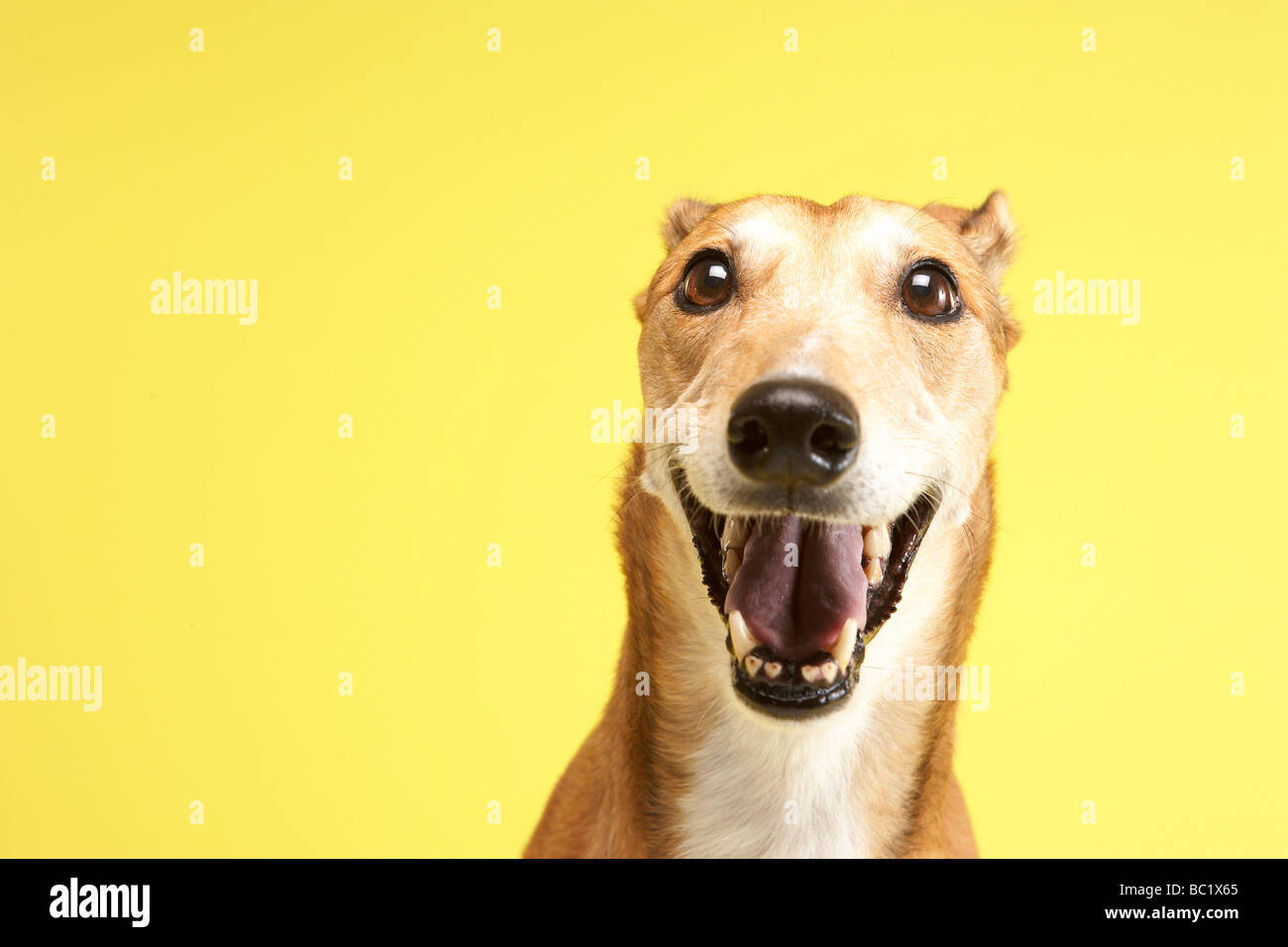Porträt von Haustier Greyhound Stockfoto