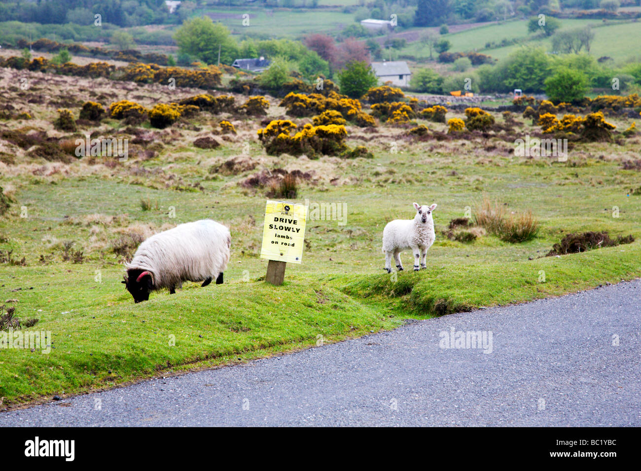 Schaf und Lamm in der Nähe von Laufwerk Lämmer langsam auf Straßenschild Dartmoor Engla Stockfoto