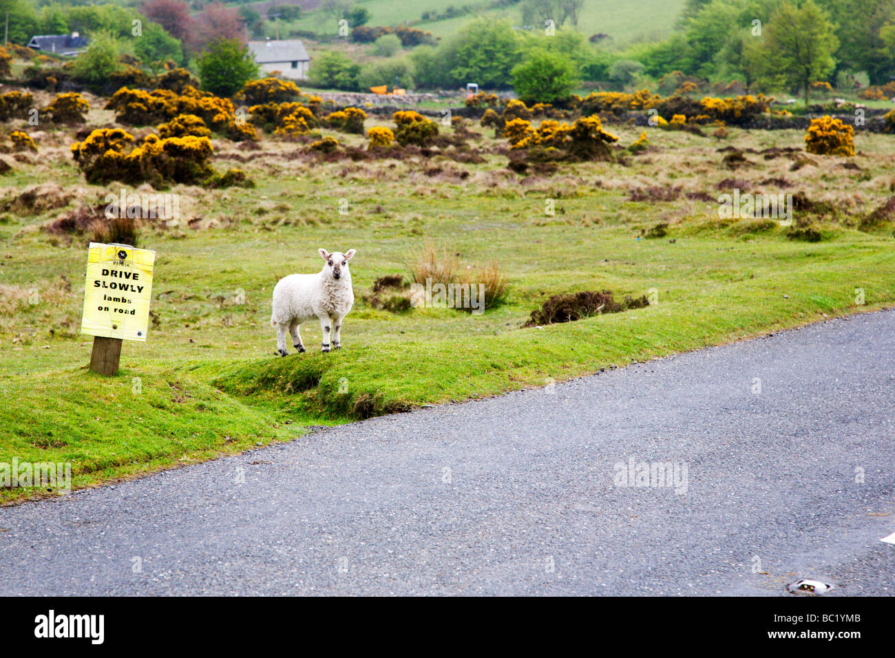 Lamm in der Nähe von Laufwerk langsam auf Straßenschild Dartmoor England Lämmer Stockfoto