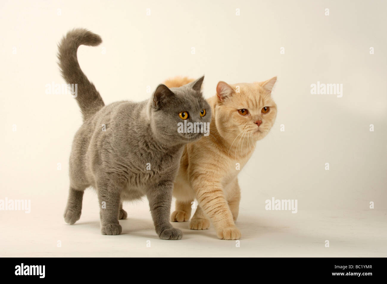 British Kurzhaar Katzen paar blau und Creme Stockfoto