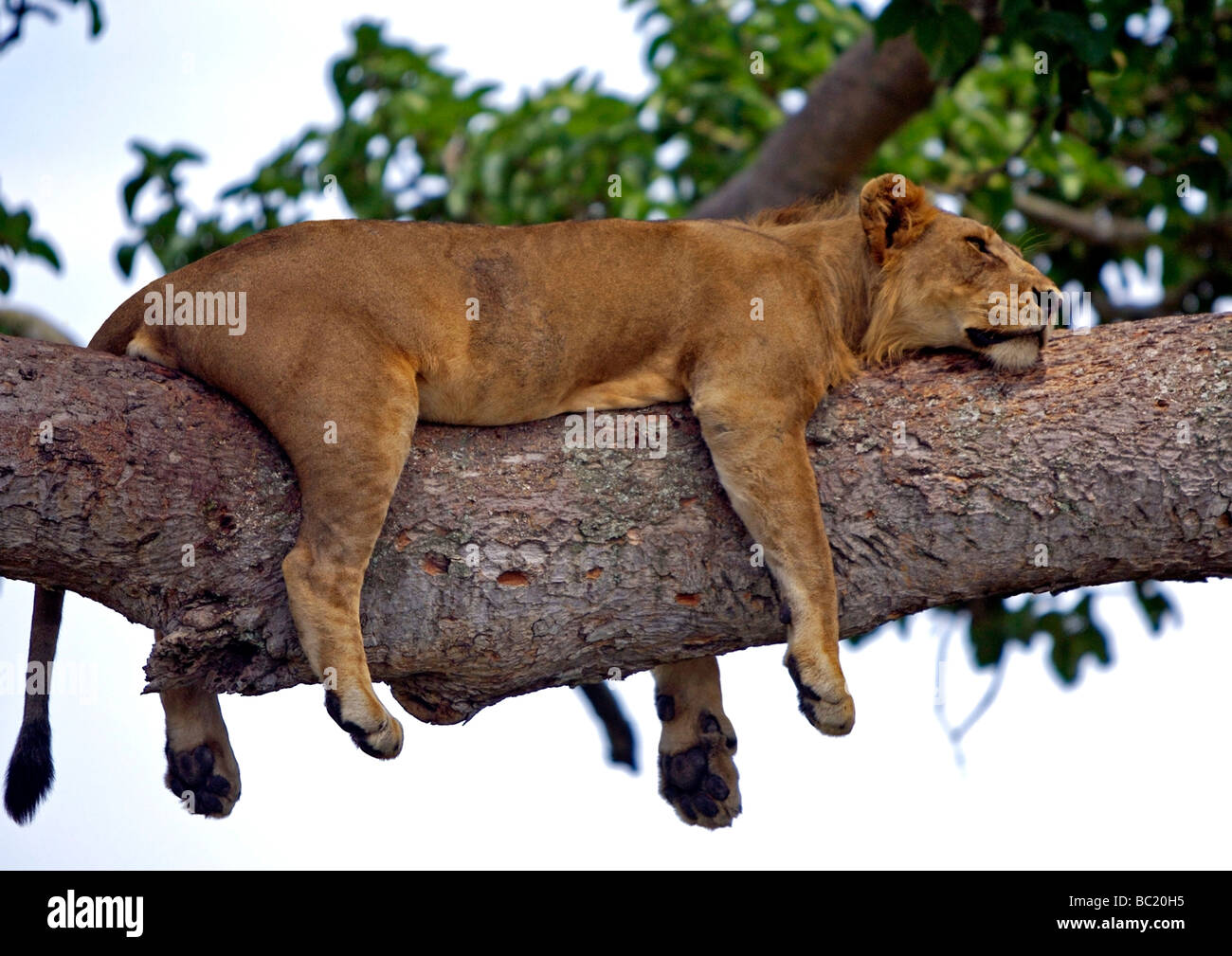 Panthera Leo schlafen Löwin hoch oben auf einem Feigenbaum Stockfoto