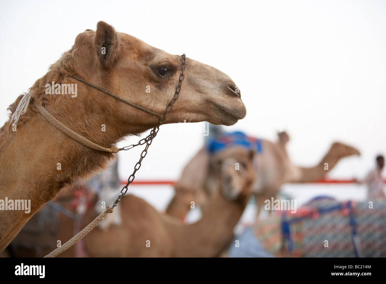 Kamelrennen In Dubai Stockfoto