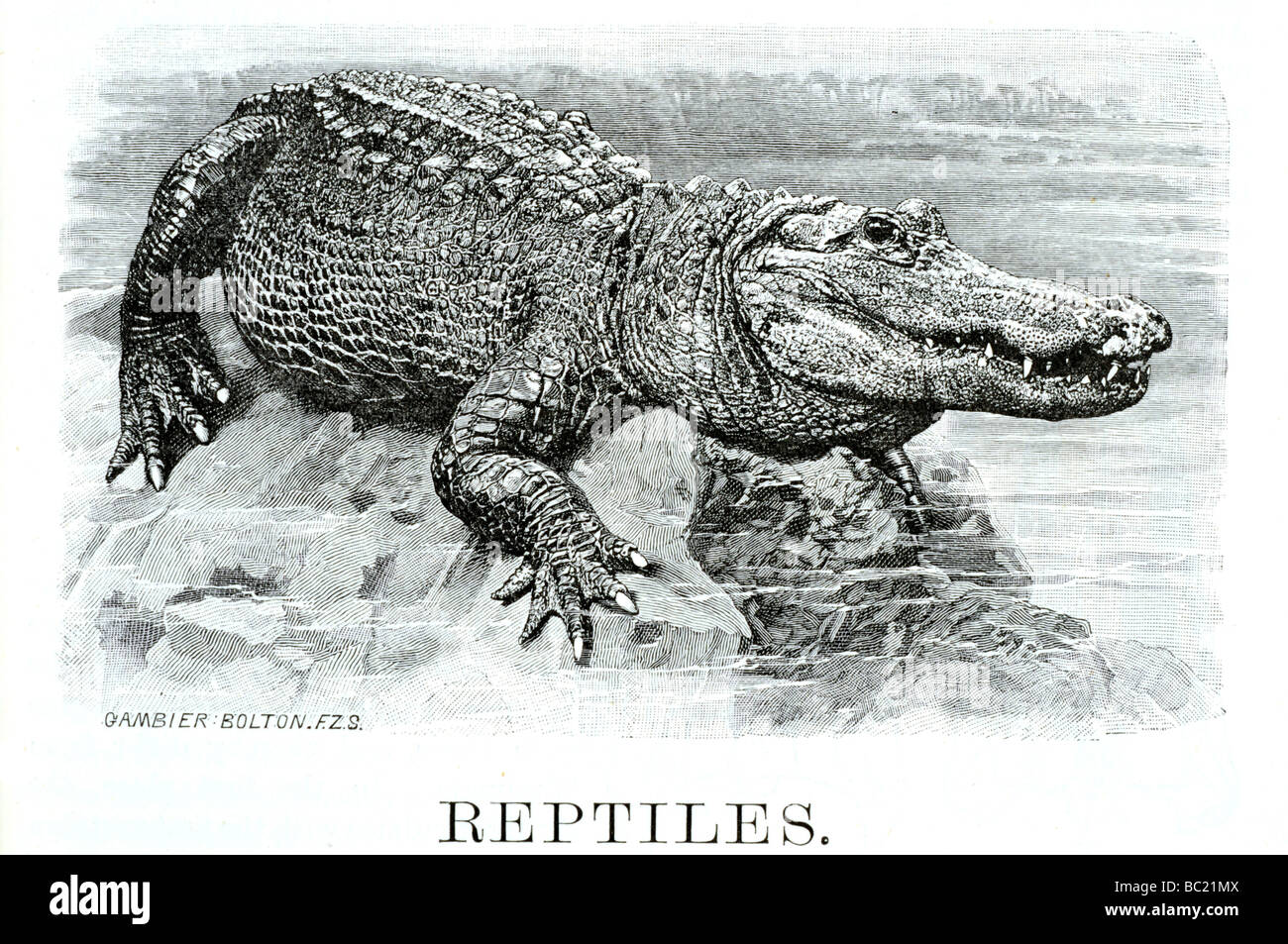 Reptilien Stockfoto