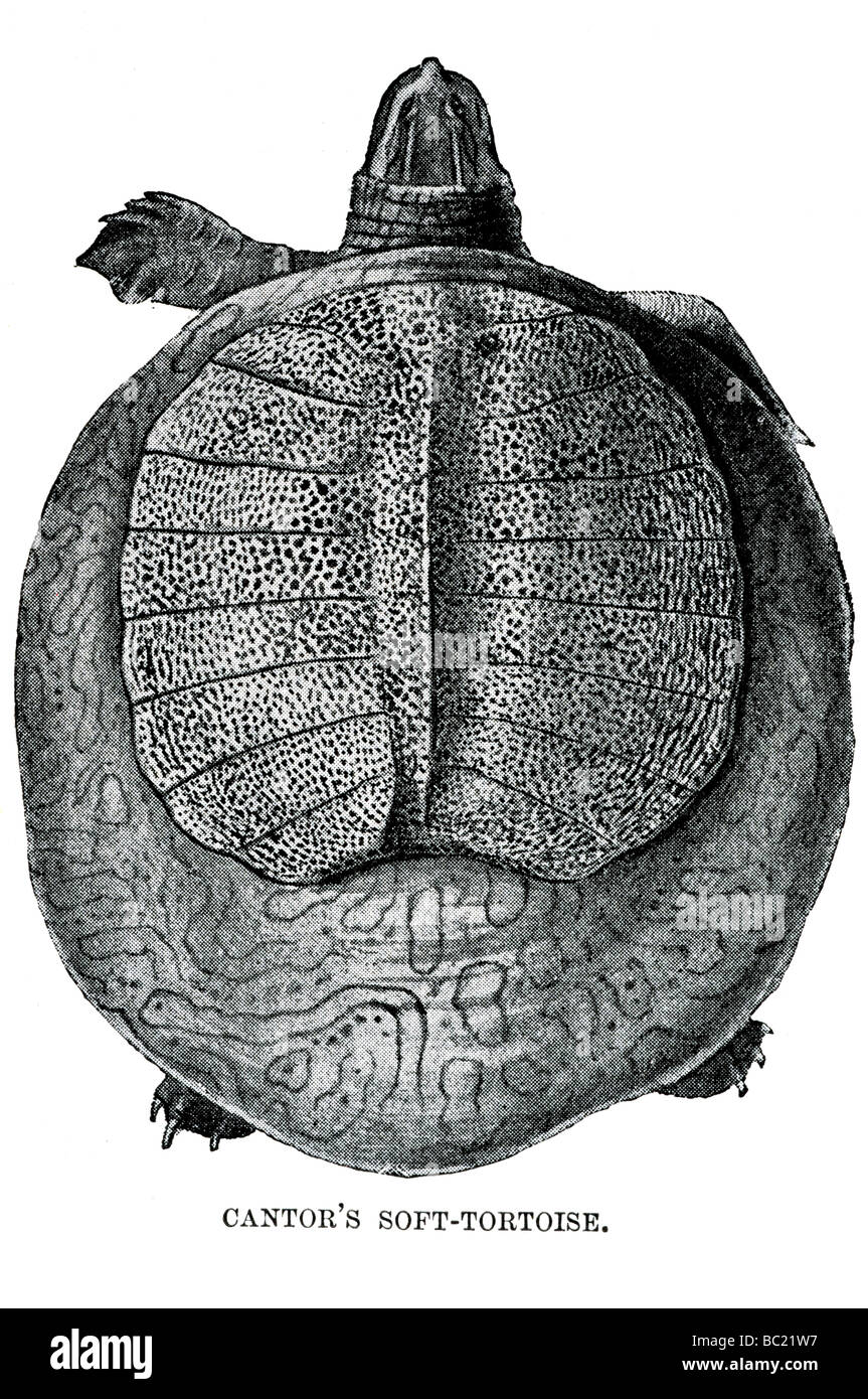 Gantor s weichen Schildkröte Stockfoto