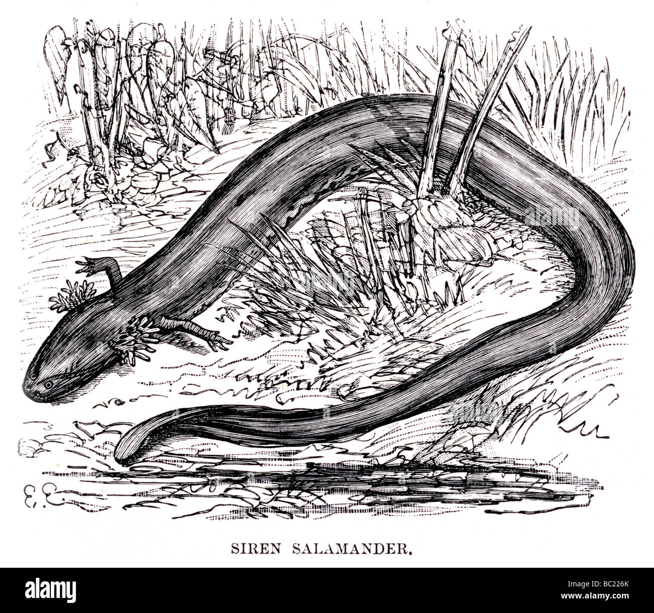 Sirene salamander Stockfoto