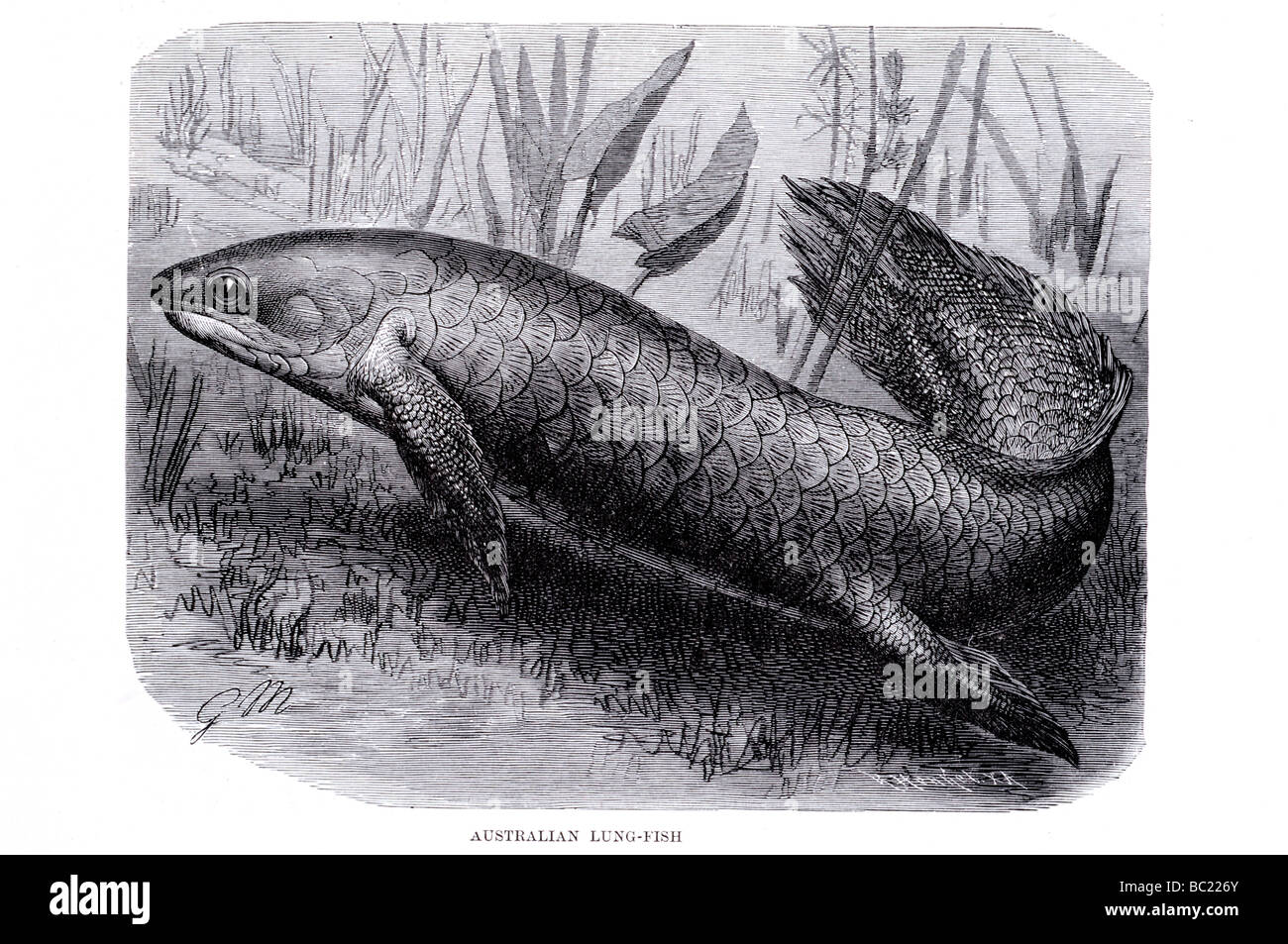 australische Lunge Fisch Stockfoto