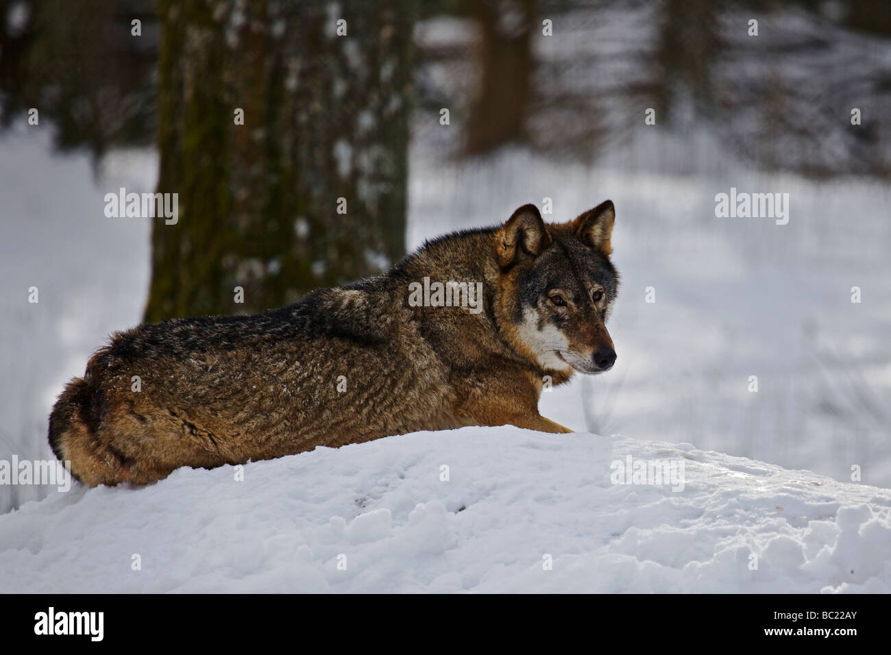 Wolf polen Fotos und Bildmaterial in hoher Auflösung Alamy Wolf polen Fotos und Bildmaterial in hoher Auflösung Alamy