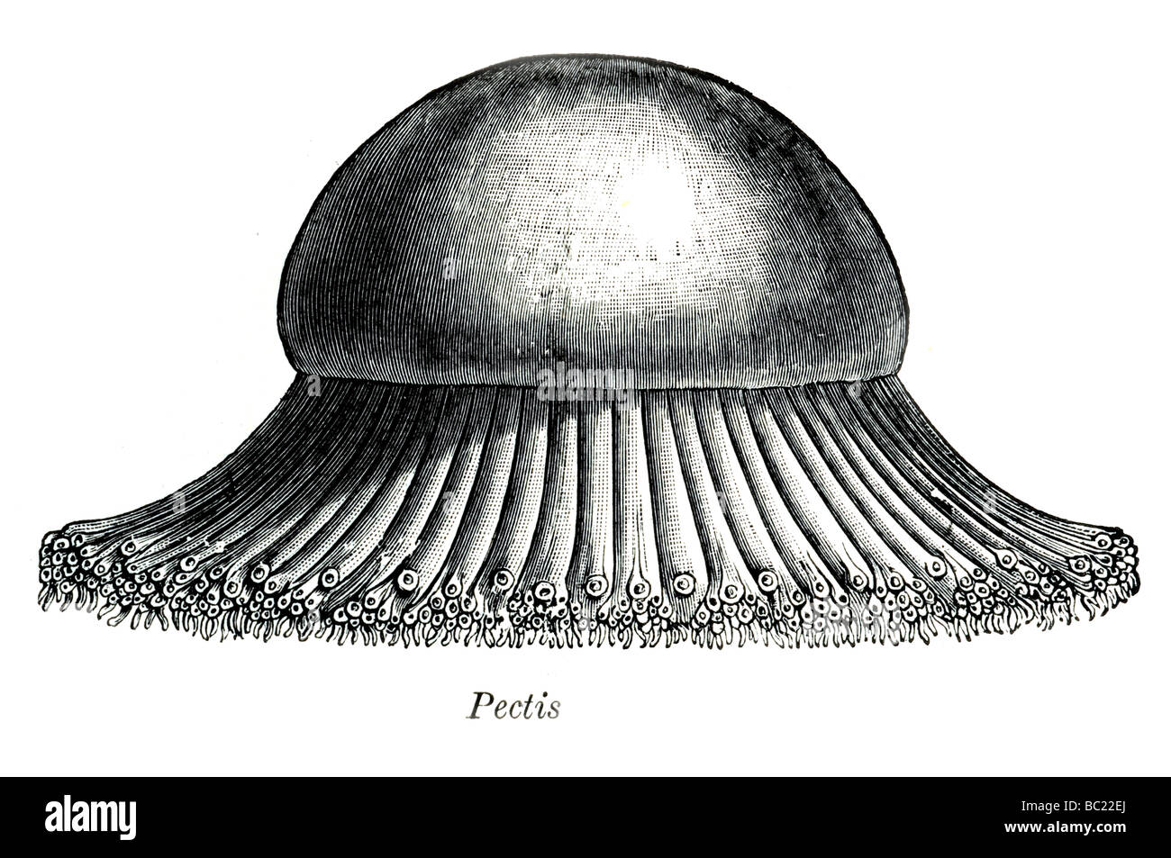 pectis Stockfoto